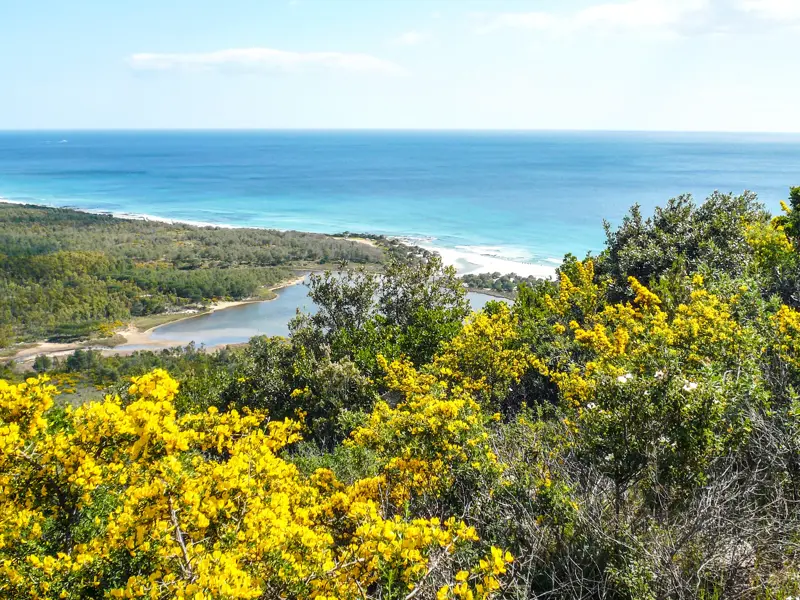Wanderung im Naturpark Biderosa: Ausblick über blühenden Ginster auf die Bucht und das Meer bei Orosei, Sardinien.
