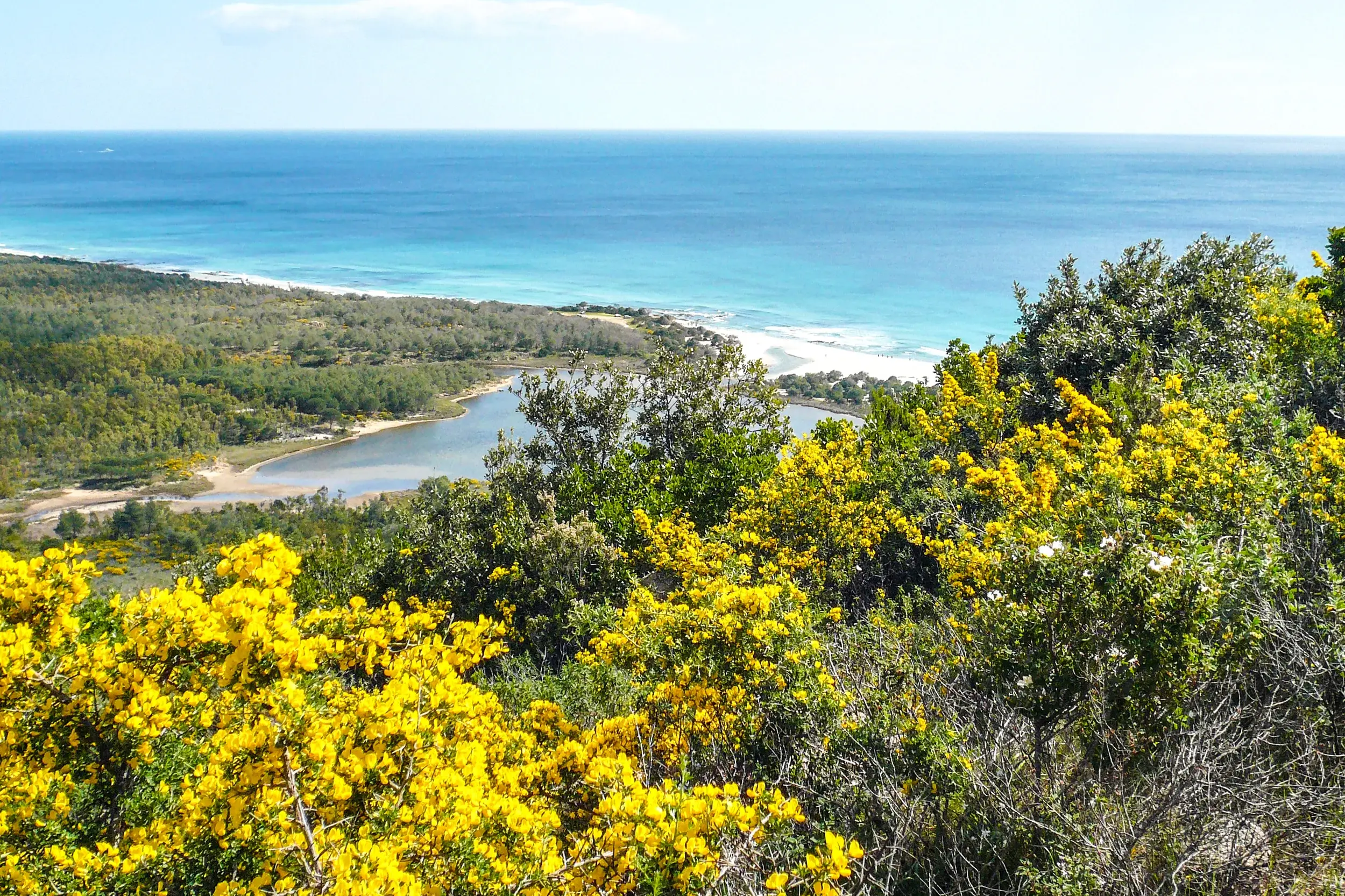 Blick von gelb blühenden Macchia-Büschen auf die Küste mit Lagune und türkisem Meer im Naturpark von Biderosa auf Sardinien.