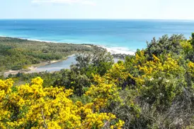Blick von gelb blühenden Macchia-Büschen auf die Küste mit Lagune und türkisem Meer im Naturpark von Biderosa auf Sardinien.