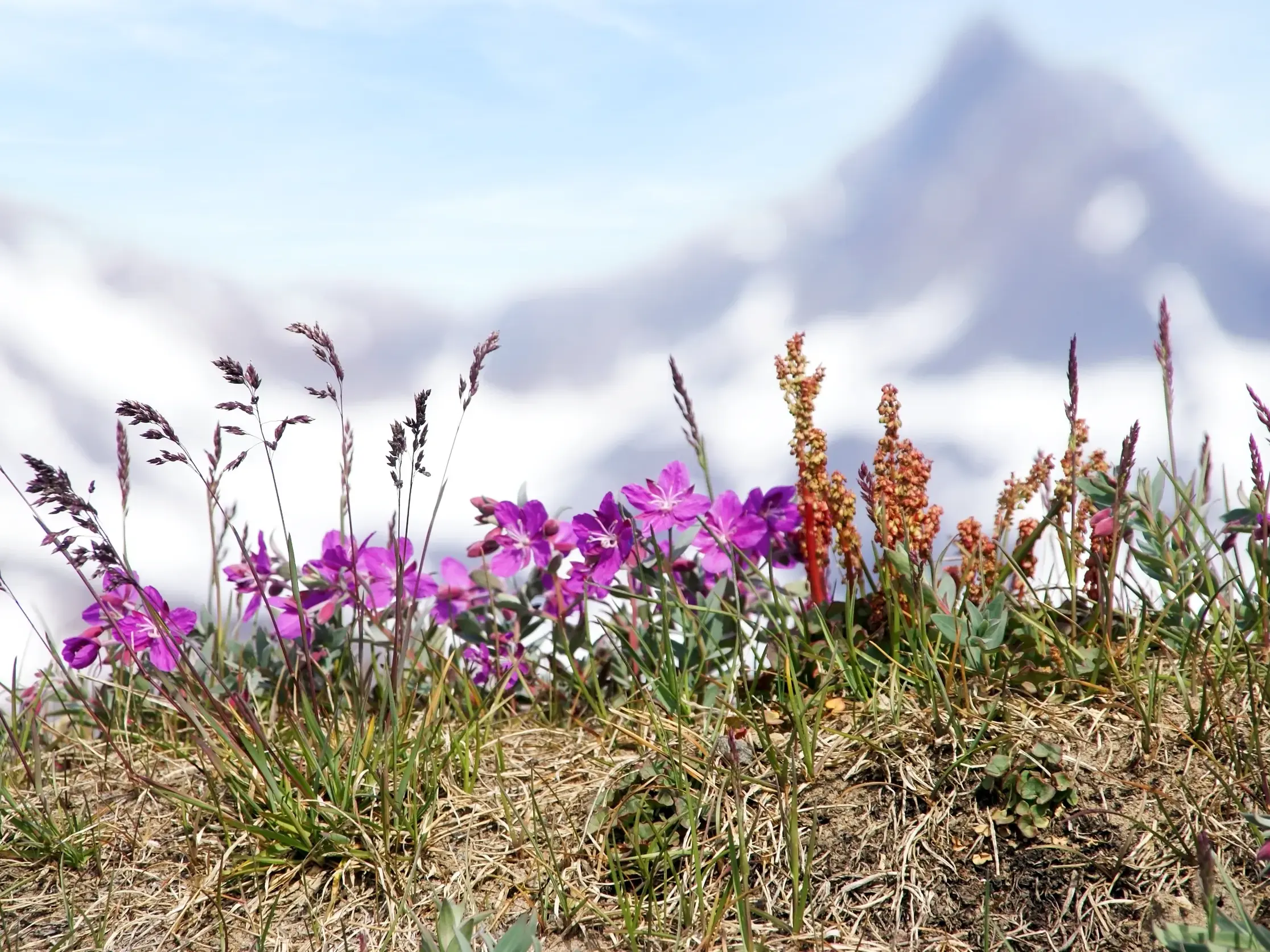 Arktischer Blütenzauber: Lila Wildblumen und Gräser im Blumental vor der eisigen Bergkulisse Ostgrönlands.