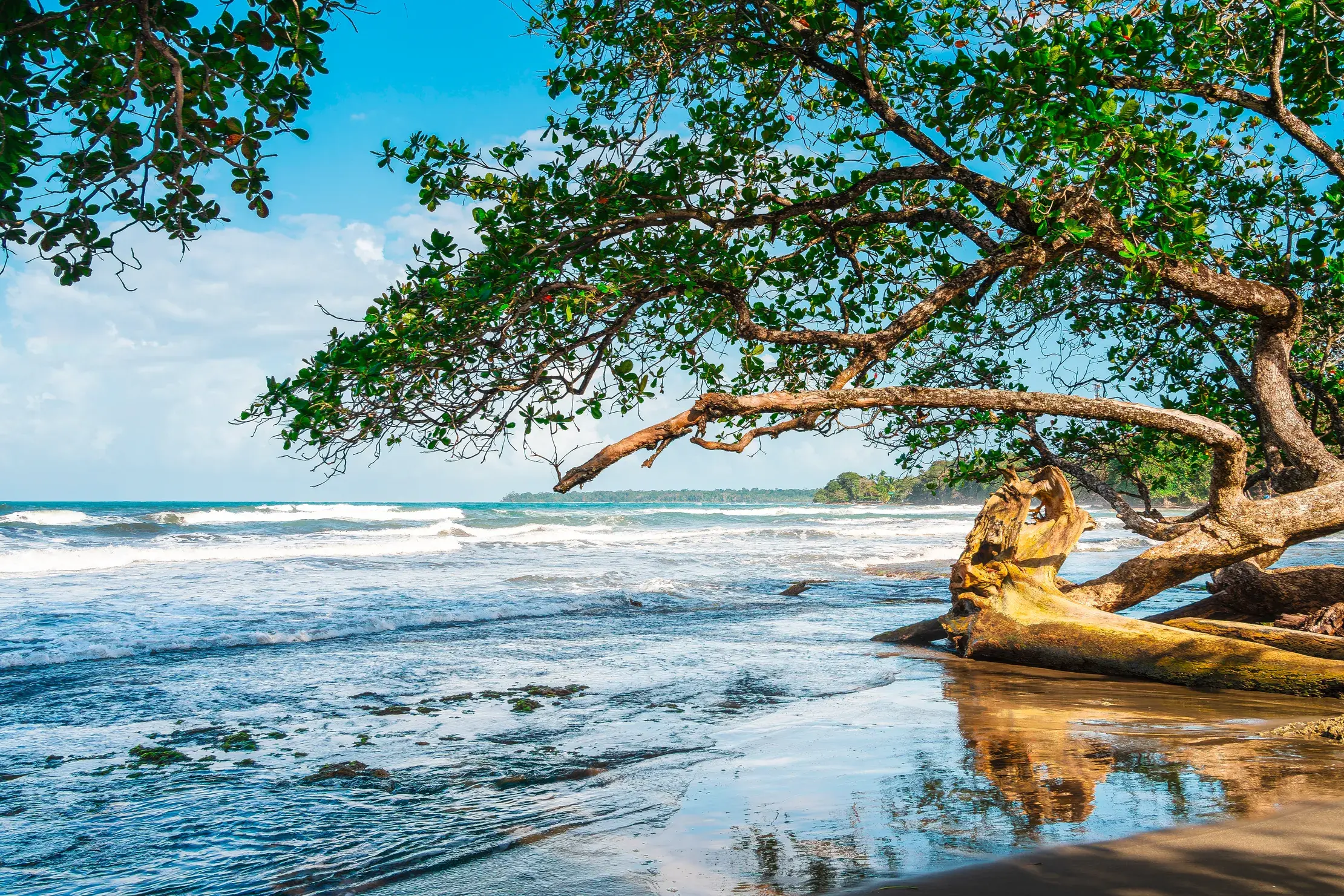 Ein Baum mit üppigen, grünen Blättern neigt sich am Sandstrand von Cahuita in Costa Rica über das türkise Meer.