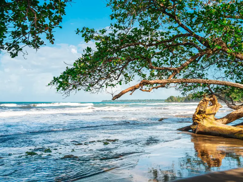 Ein Baum mit üppigen, grünen Blättern neigt sich am Sandstrand von Cahuita in Costa Rica über das türkise Meer.