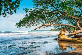 Ein Baum mit üppigen, grünen Blättern neigt sich am Sandstrand von Cahuita in Costa Rica über das türkise Meer.