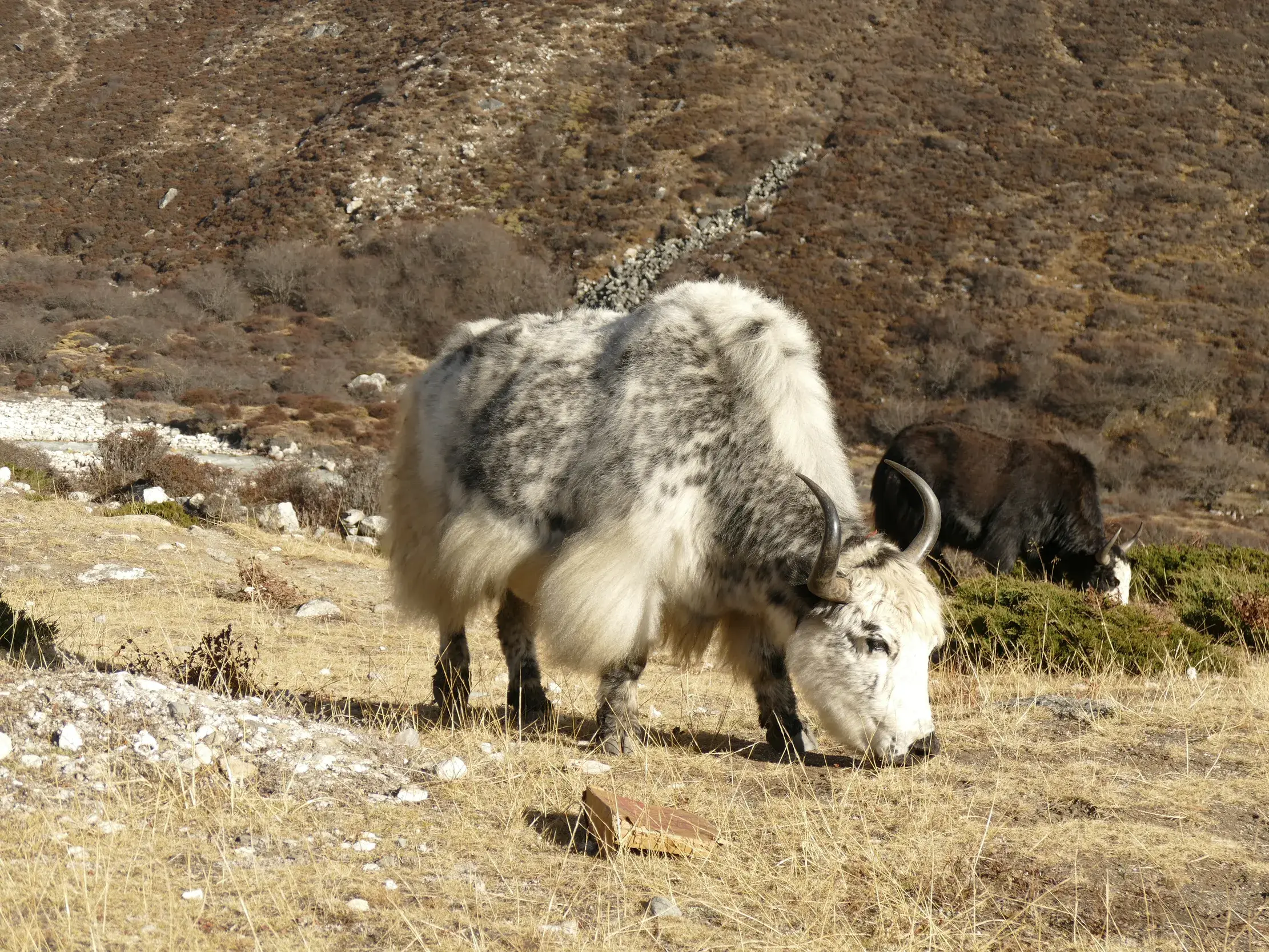 Ein zotteliges, weiß-graues Yak grast auf einer kargen Bergwiese in der Everest-Region während einer Trekkingreise in Nepal.