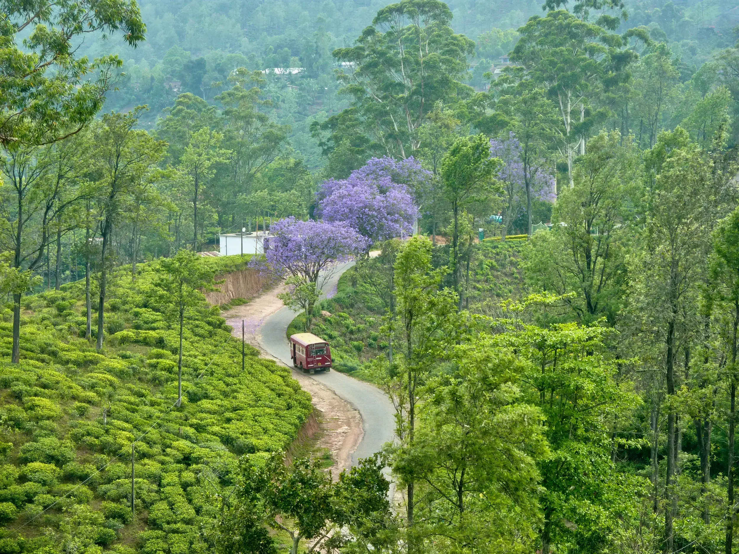 Ein roter Bus fährt auf einer kurvigen Straße durch grüne Teeplantagen und blühende Bäume im Hochland von Sri Lanka.