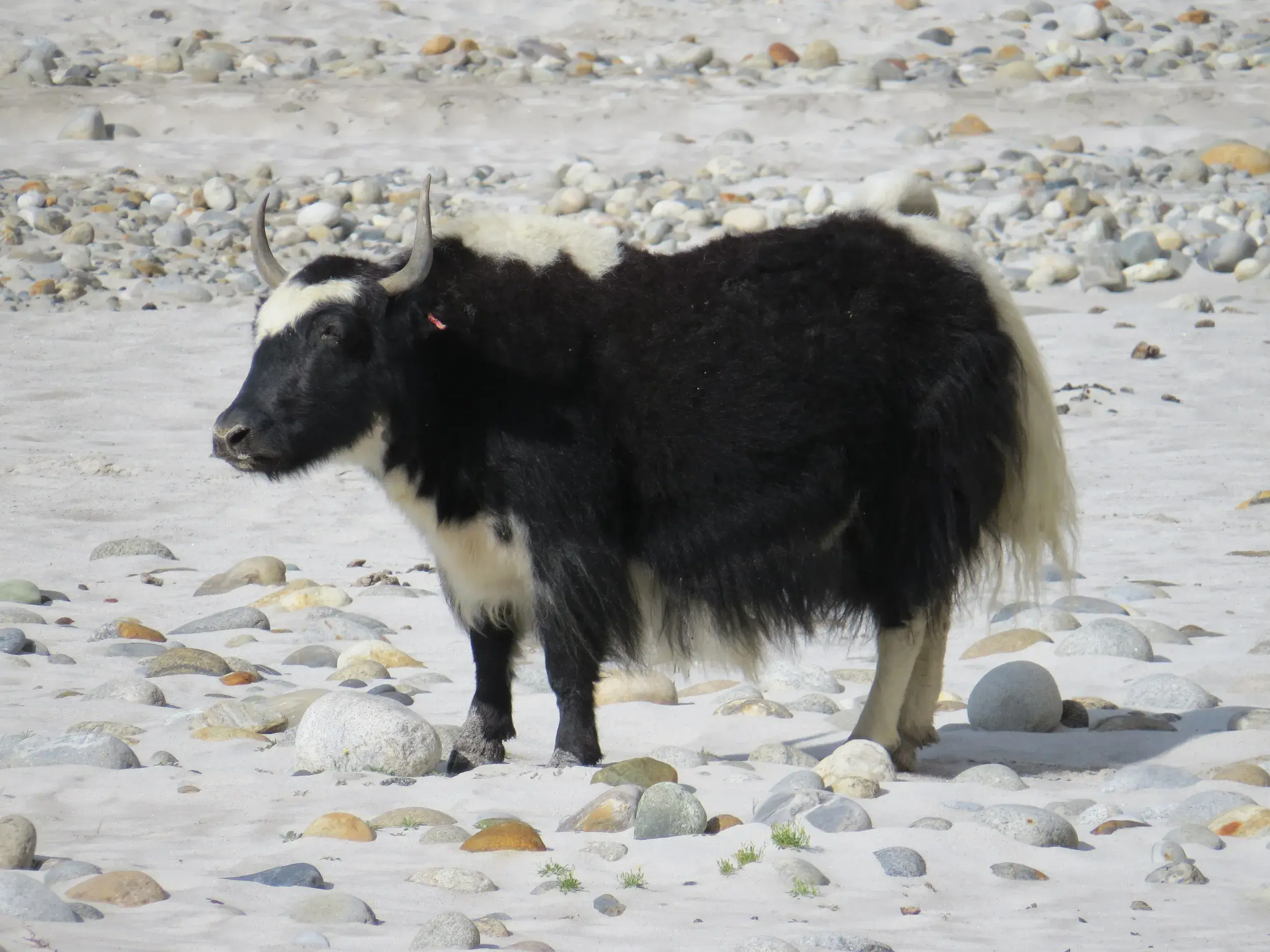 Ein zotteliges, schwarz-weißes Yak steht seitlich in einem sandigen, steinigen Flussbett in der Baltistan-Region Pakistans.