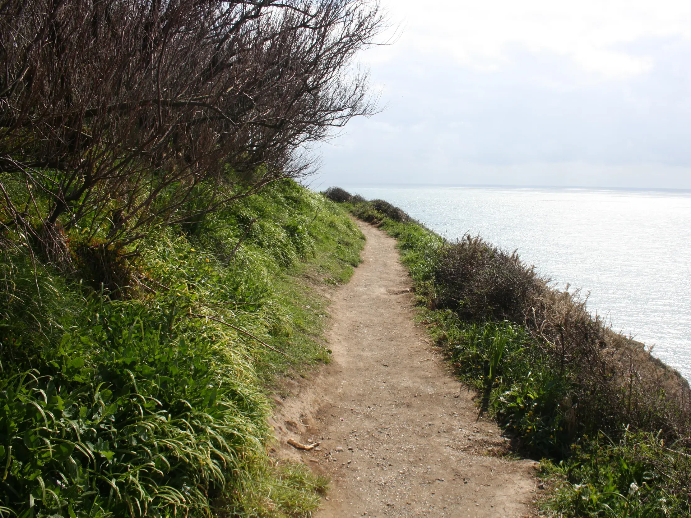 Schmaler Wanderweg am South West Coast Path führt an Cornwalls grüner Steilküste entlang mit Blick auf den Atlantik.