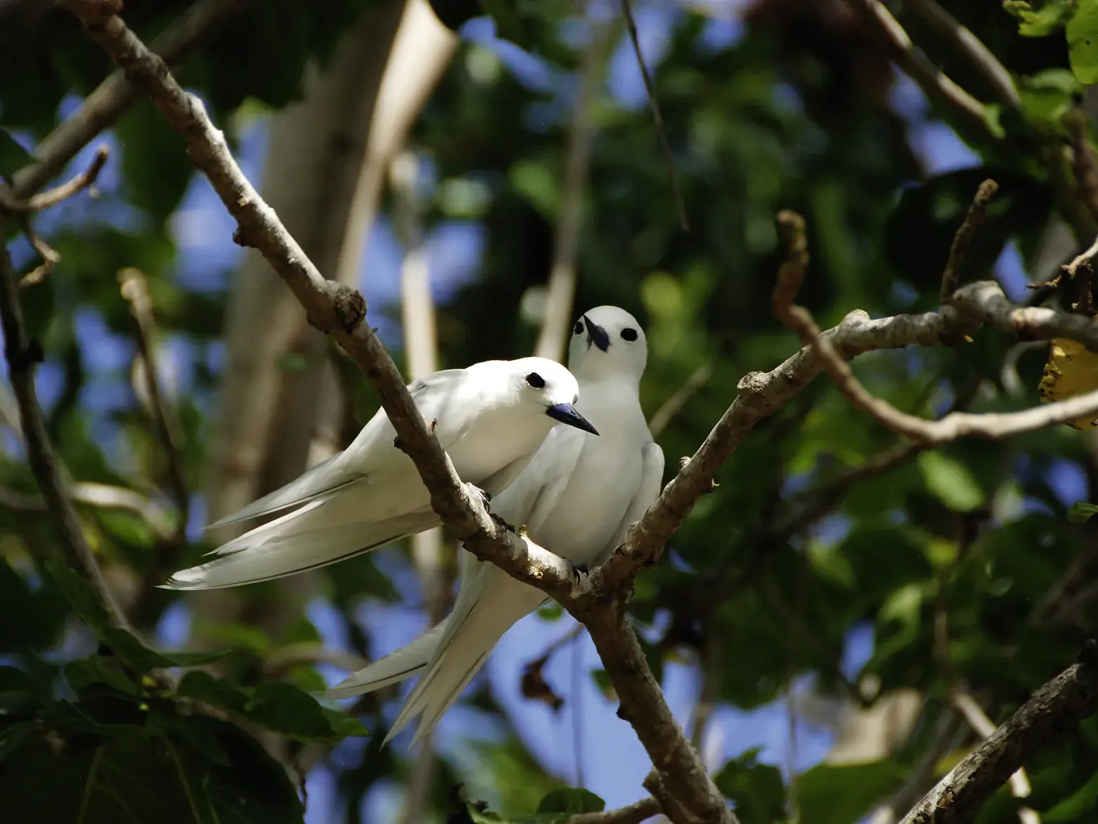 Ein Paar weißer Feenseeschwalben sitzt eng beieinander auf einem Ast inmitten grüner Blätter auf der Vogelinsel Cousin, Seychellen.
