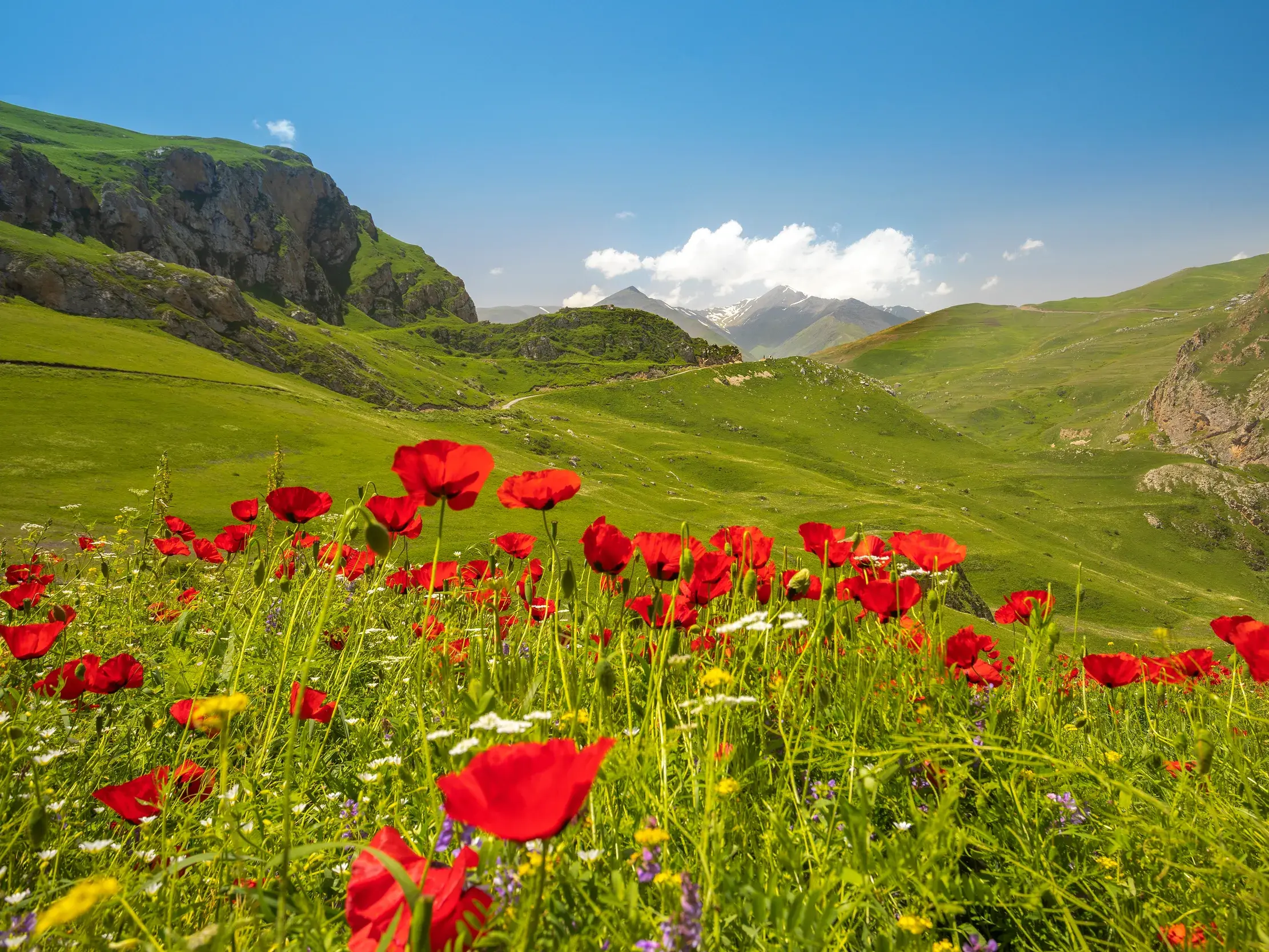 Rote Mohnblumen auf einer saftig grünen Bergwiese mit Blick auf die majestätischen Gipfel des Kaukasus in Georgien.