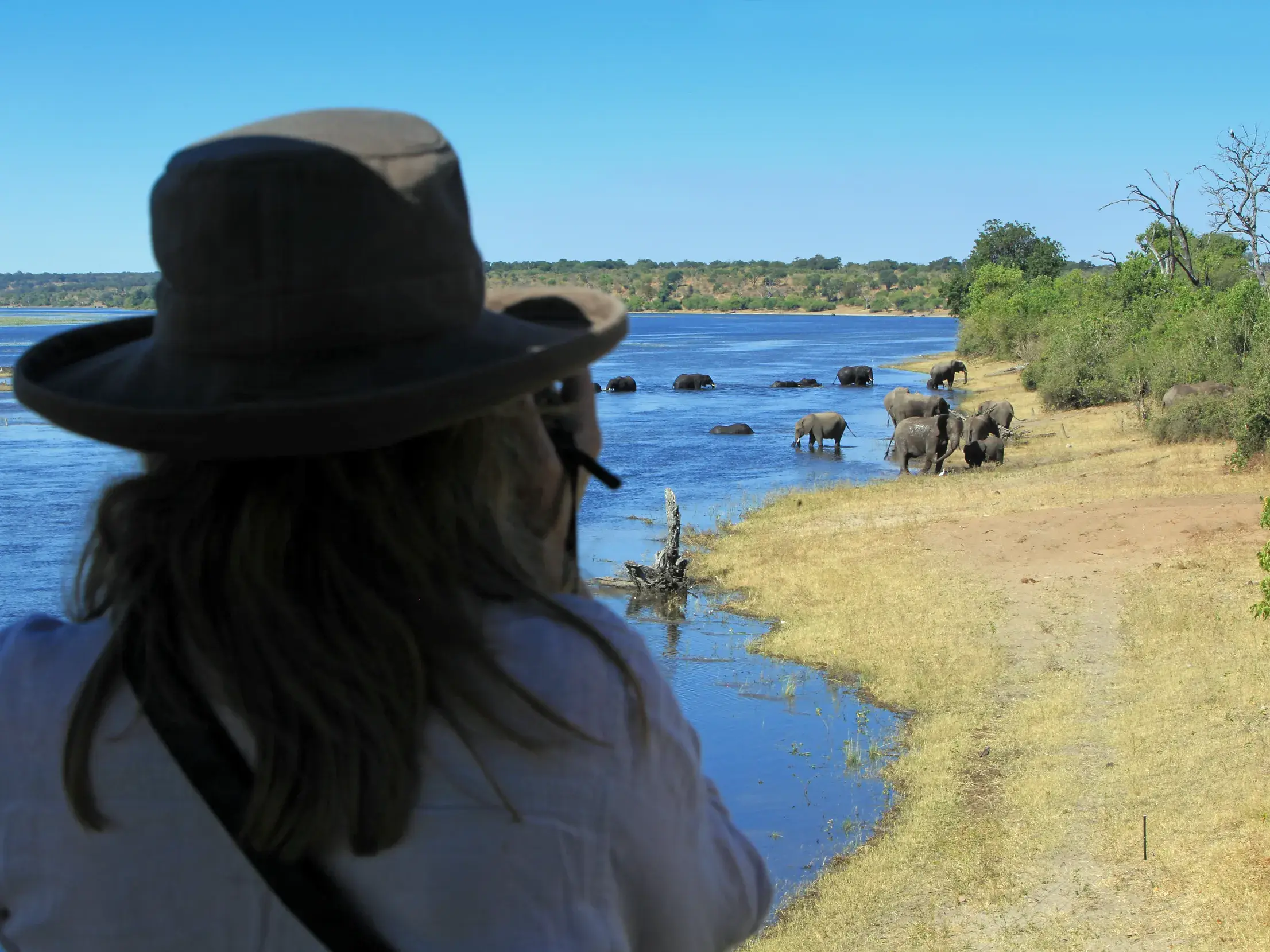 Eine Reiseteilnehmerin mit Safarihut beobachtet im Vordergrund eine große Herde Elefanten, die am Ufer des Chobe-Flusses in Botswana trinkt und badet.