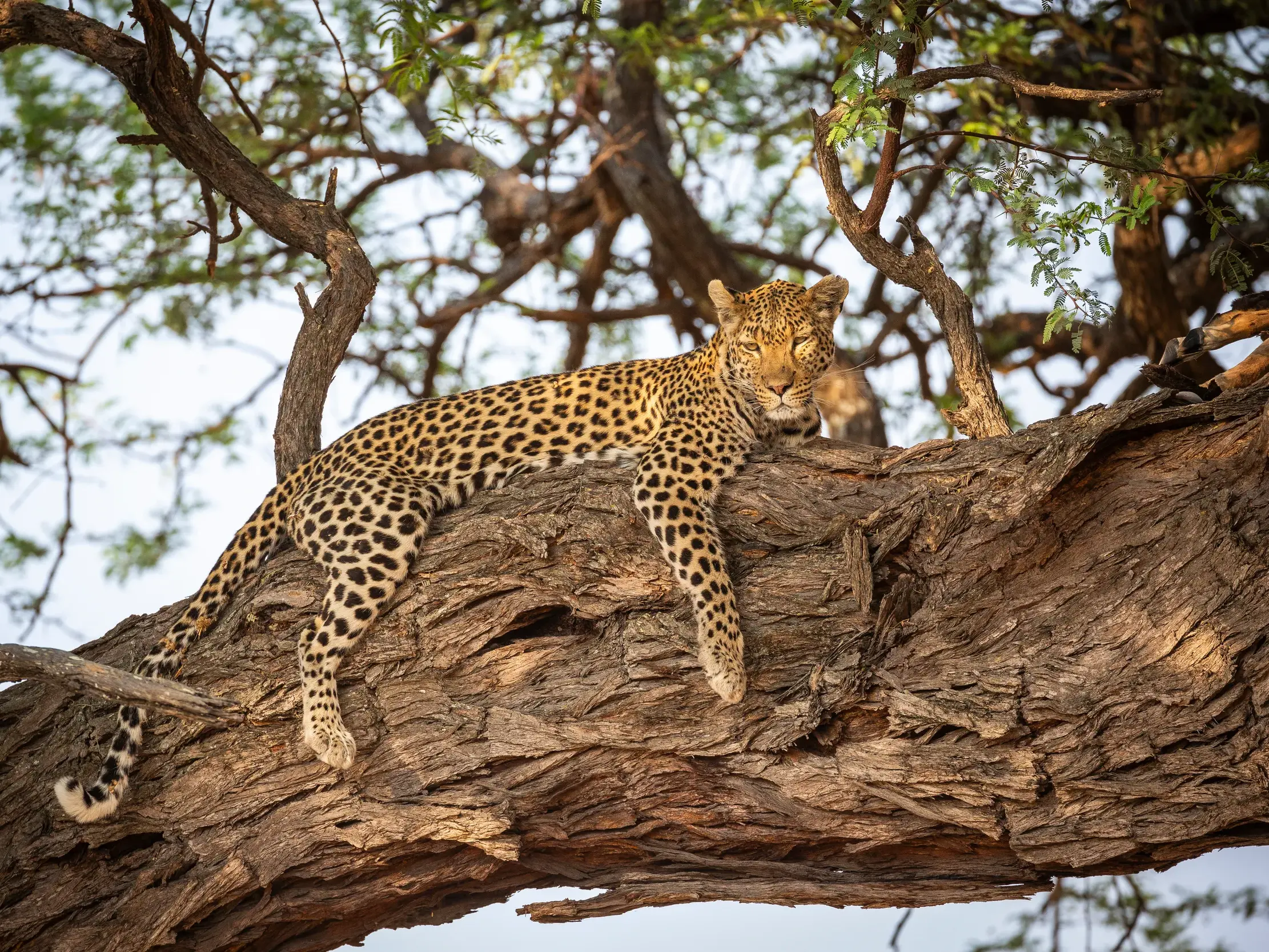 Ein Leopard ruht auf einem dicken Ast im Moremi-Wildreservat in Botswana und blickt wachsam direkt in die Kamera.