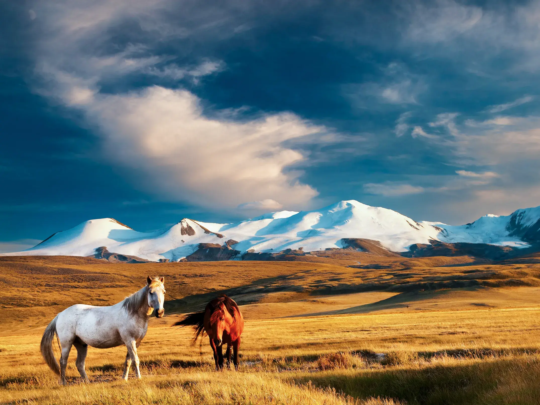 Zwei wilde Pferde in der weiten, goldenen Steppe der Mongolei mit einer schneebedeckten Bergkette am Horizont.