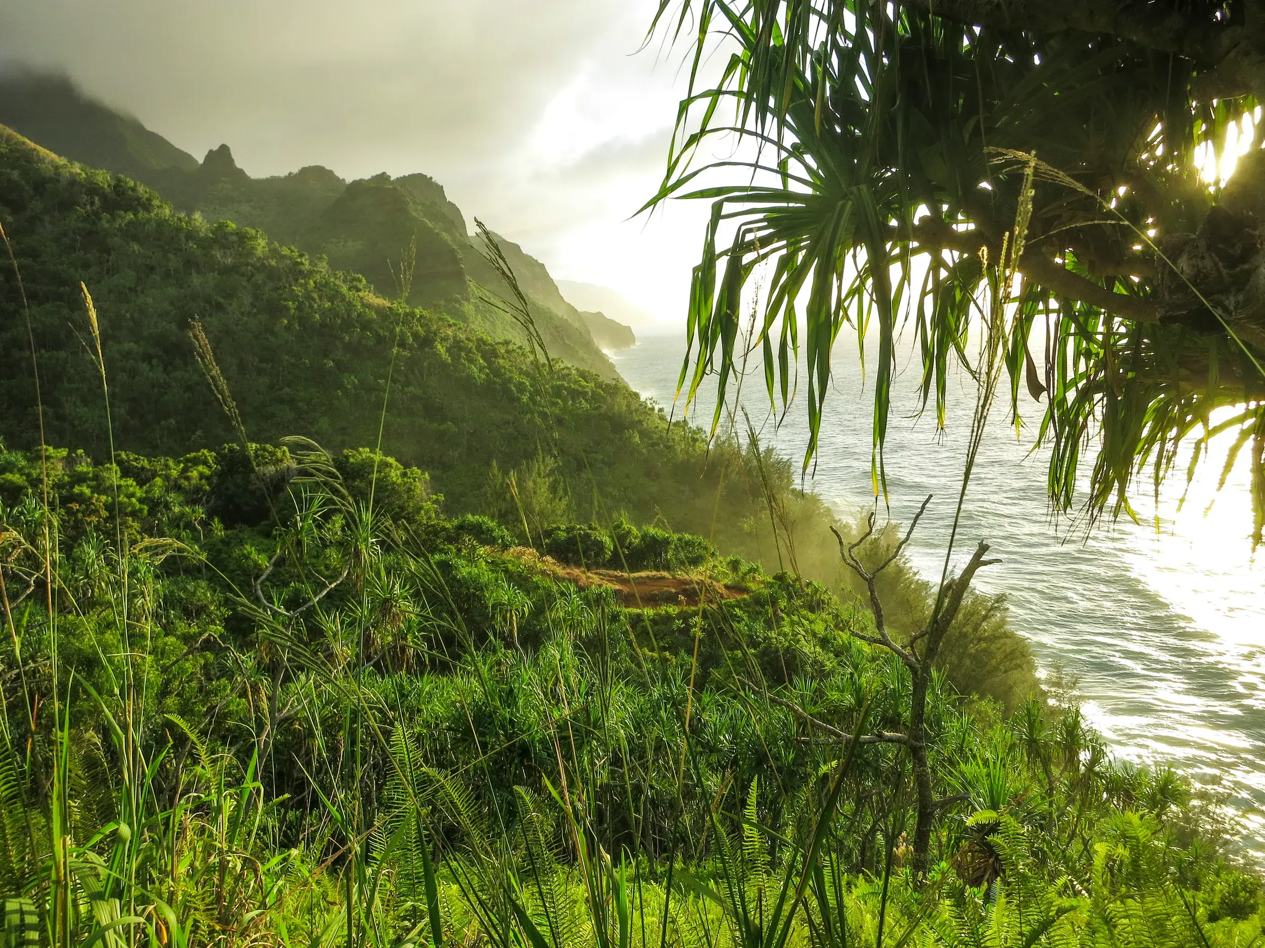 Blick von einem Wanderweg auf die sattgrünen Klippen der Napali-Küste auf Kauai, die steil in den Pazifik abfallen.