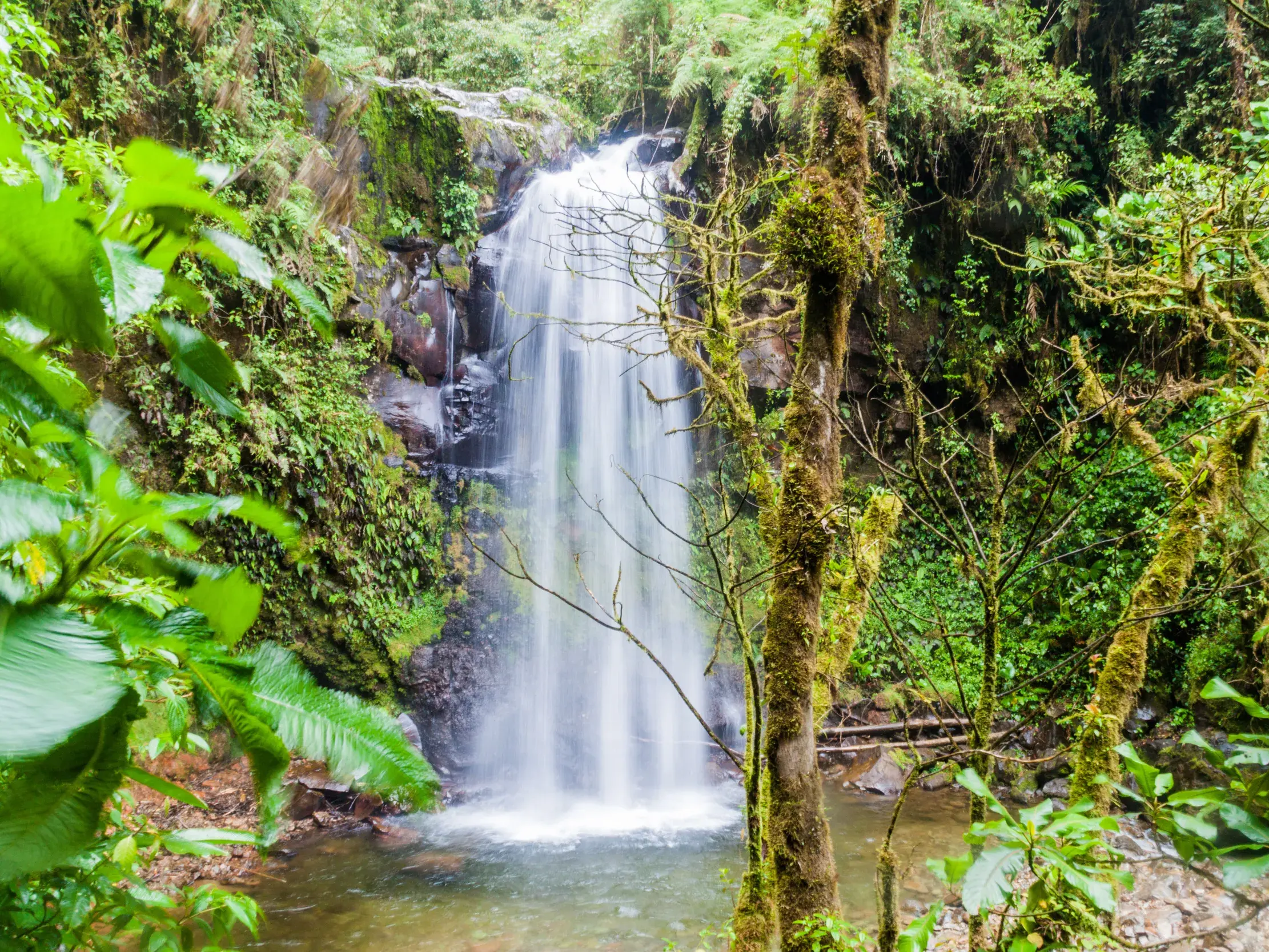 Ein idyllischer Wasserfall auf dem Lost Waterfalls-Trail in Panama stürzt in ein klares Becken im dichten Nebelwald von Boquete.