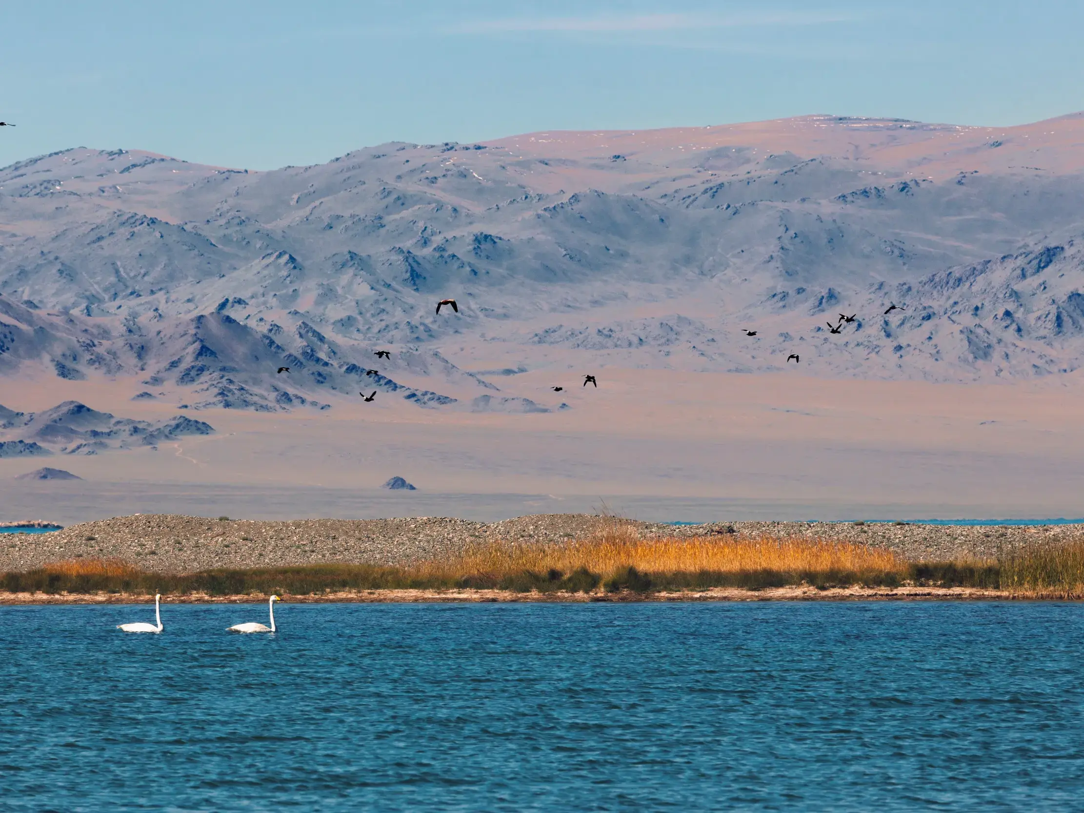 Zwei weiße Schwäne schwimmen auf dem blauen Uureg-See vor der kargen, weiten Bergkulisse der Westmongolei.
