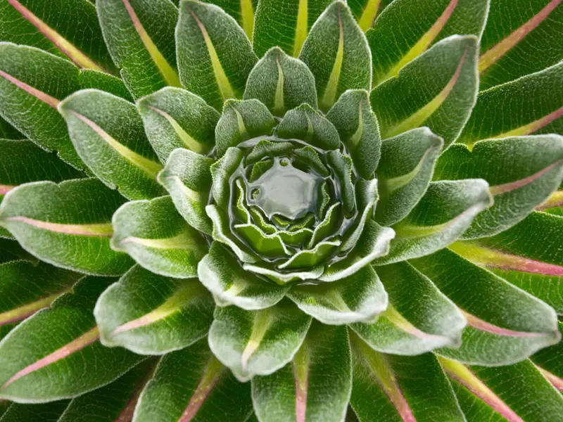 Nahaufnahme der Rosette einer riesigen Lobelie im Ruwenzori-Gebirge, deren samtige grüne Blätter in der Mitte Wasser sammeln.