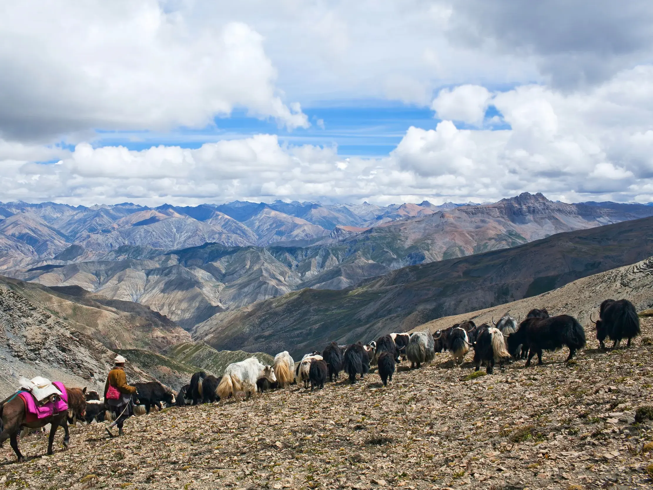 Einheimischer Guide führt eine Yak-Herde über einen steinigen Bergpfad in der weiten, kargen Landschaft der Dolpo-Region, Nepal.