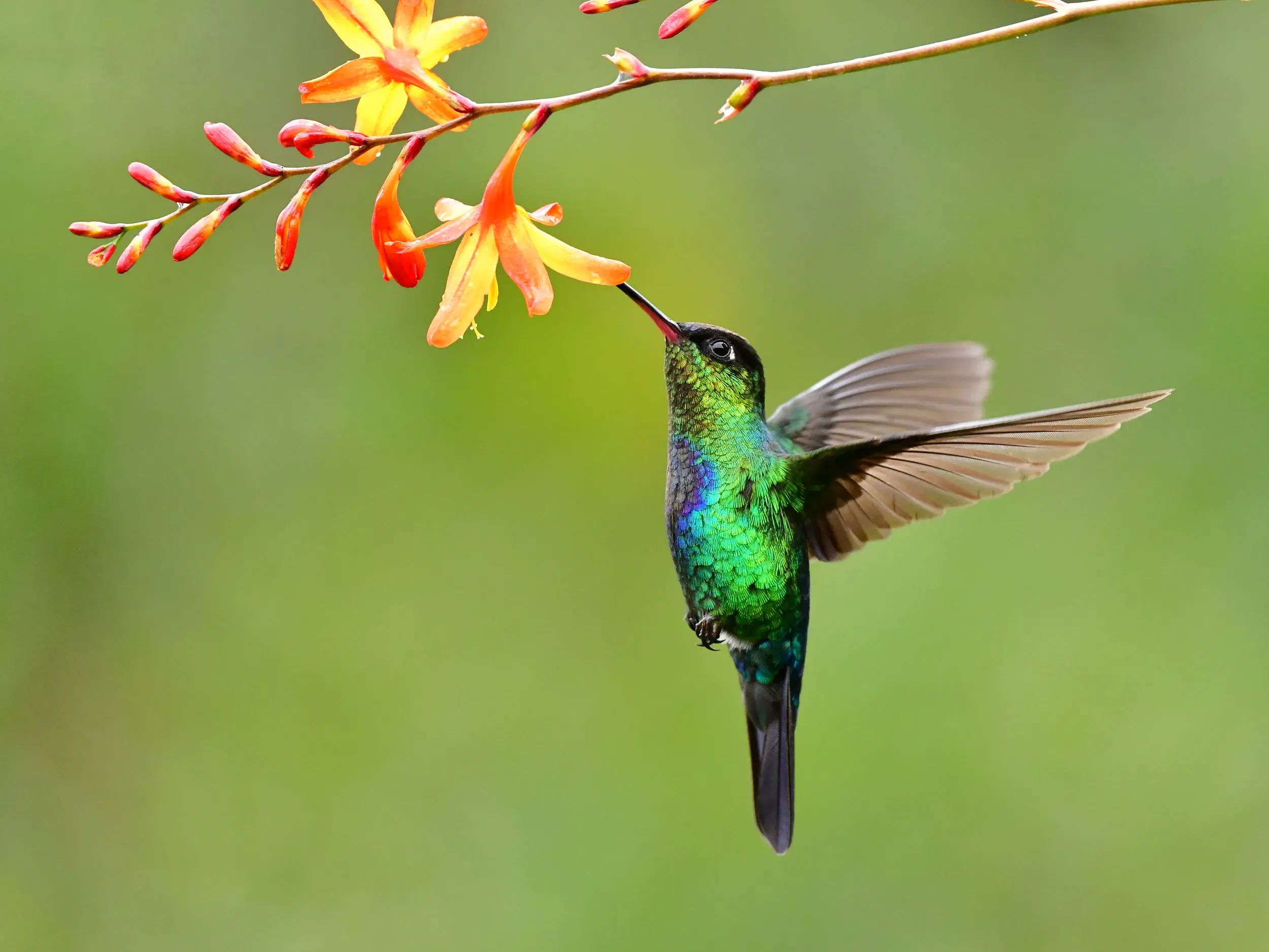 Ein metallisch grün schillernder Kolibri schwebt im Flug und saugt mit seinem langen Schnabel Nektar aus einer orangen Blüte.