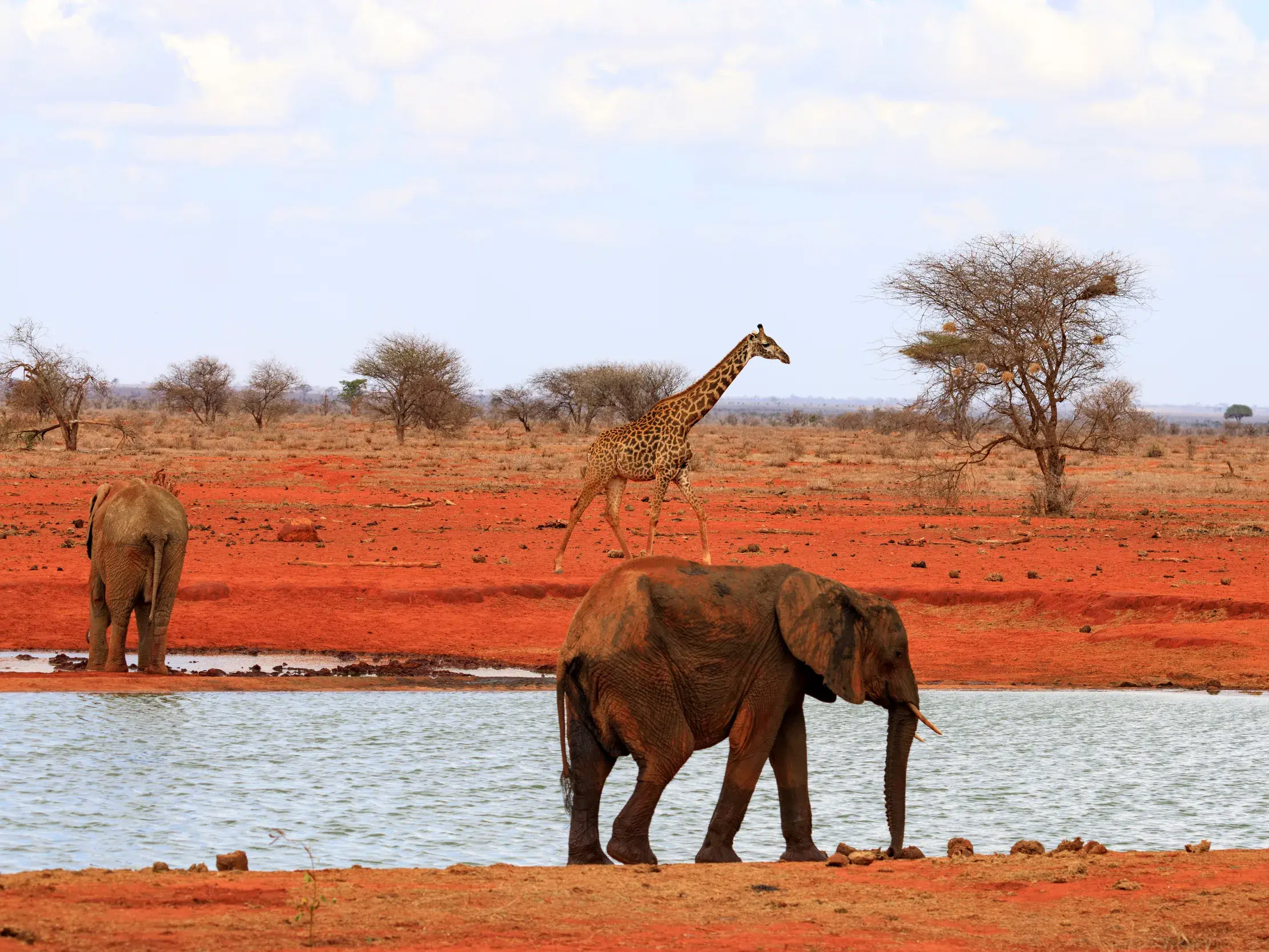 Zwei Elefanten und eine Giraffe an einem Wasserloch in der roten Savannenlandschaft des Tsavo-Ost-Nationalparks in Kenia.