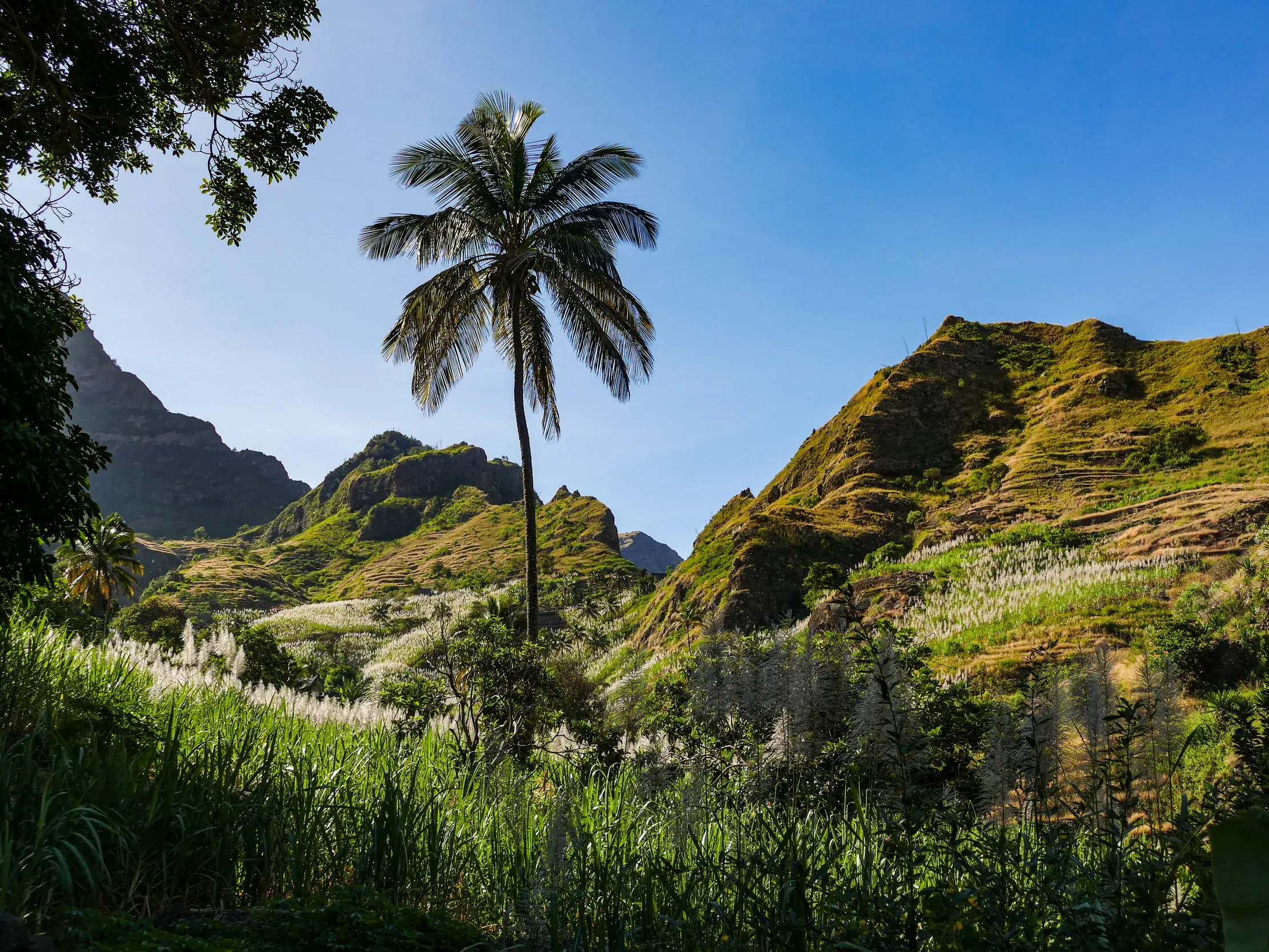 Eine hohe Palme ragt aus einem sattgrünen Tal mit Zuckerrohrfeldern und terrassierten Berghängen auf Santo Antão hervor.