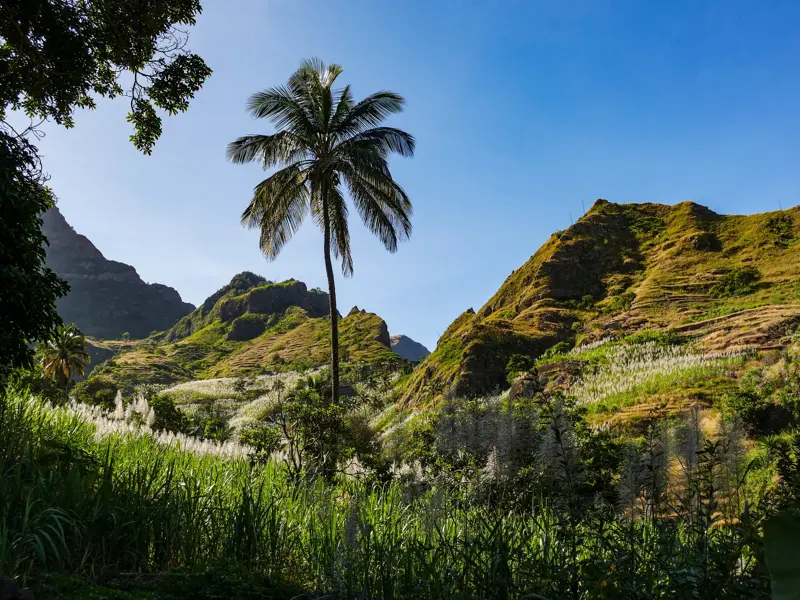 Eine hohe Palme ragt aus einem sattgrünen Tal mit Zuckerrohrfeldern und terrassierten Berghängen auf Santo Antão hervor.