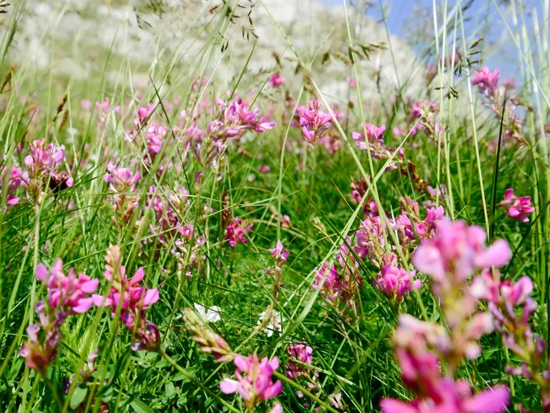 Bunte Farbtupfer: Pink blühende Esparsetten auf einer Wiese während einer Wanderung im Ándara-Massiv der Picos de Europa.