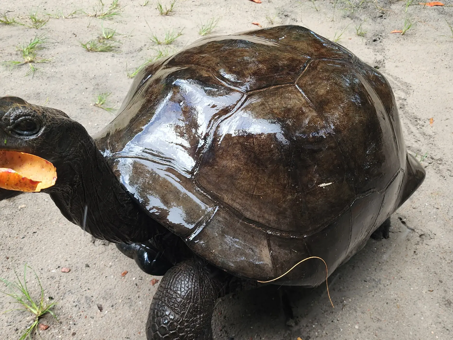 Nahaufnahme einer Aldabra-Riesenschildkröte auf den Seychellen, die genüsslich ein Stück Obst auf sandigem Boden frisst.