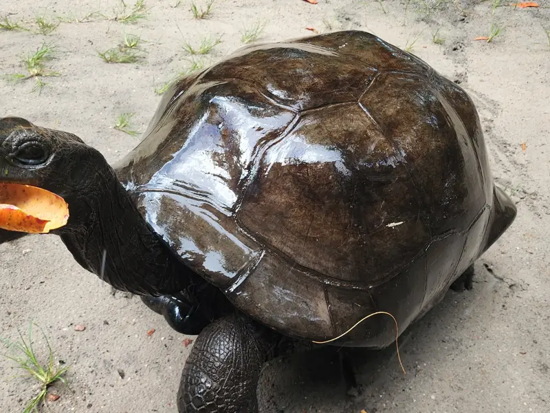 Nahaufnahme einer Aldabra-Riesenschildkröte auf den Seychellen, die genüsslich ein Stück Obst auf sandigem Boden frisst.
