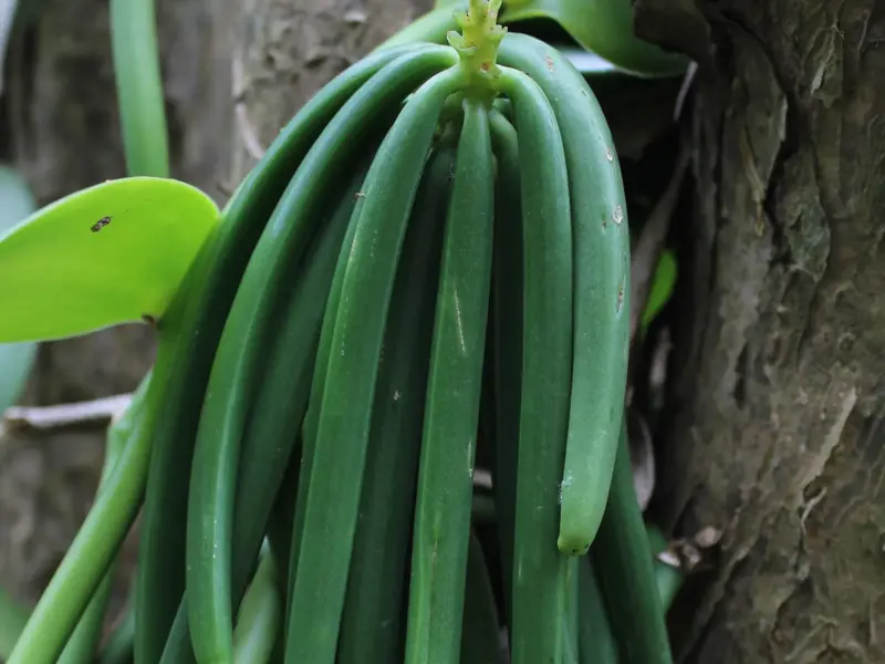 Nahaufnahme eines Bündels grüner Vanilleschoten, die auf einer Plantage in Saint-André auf La Réunion an einer Pflanze wachsen.