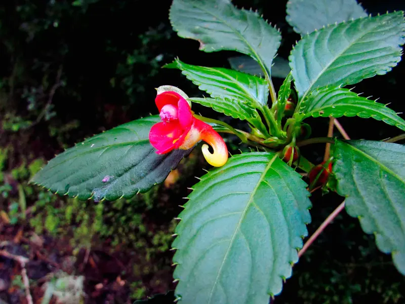 Nahaufnahme der einzigartigen, roten Blüte des Kilimanjaro-Springkrauts inmitten saftig grüner Blätter im Regenwald.