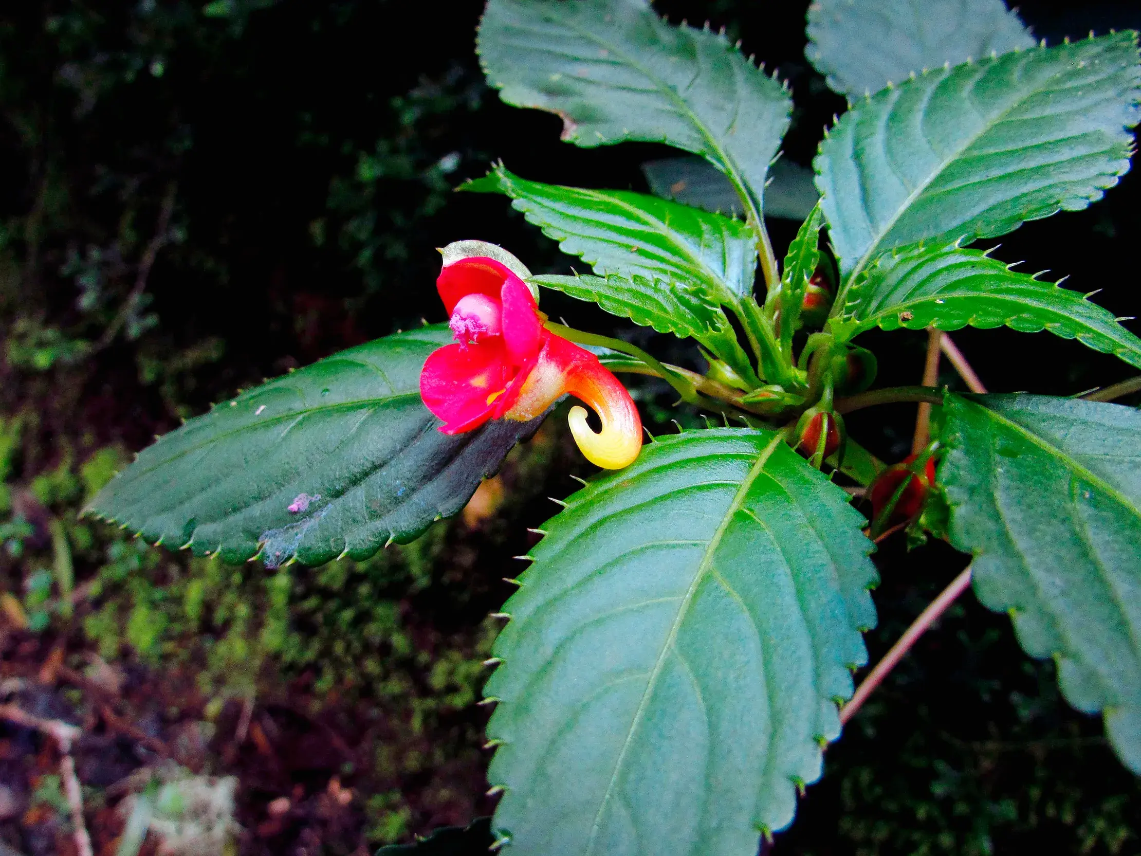 Nahaufnahme der endemischen, pink-gelben Blüte des Fleißigen Lieschens im üppigen Regenwald während des Kilimanjaro-Trekkings.