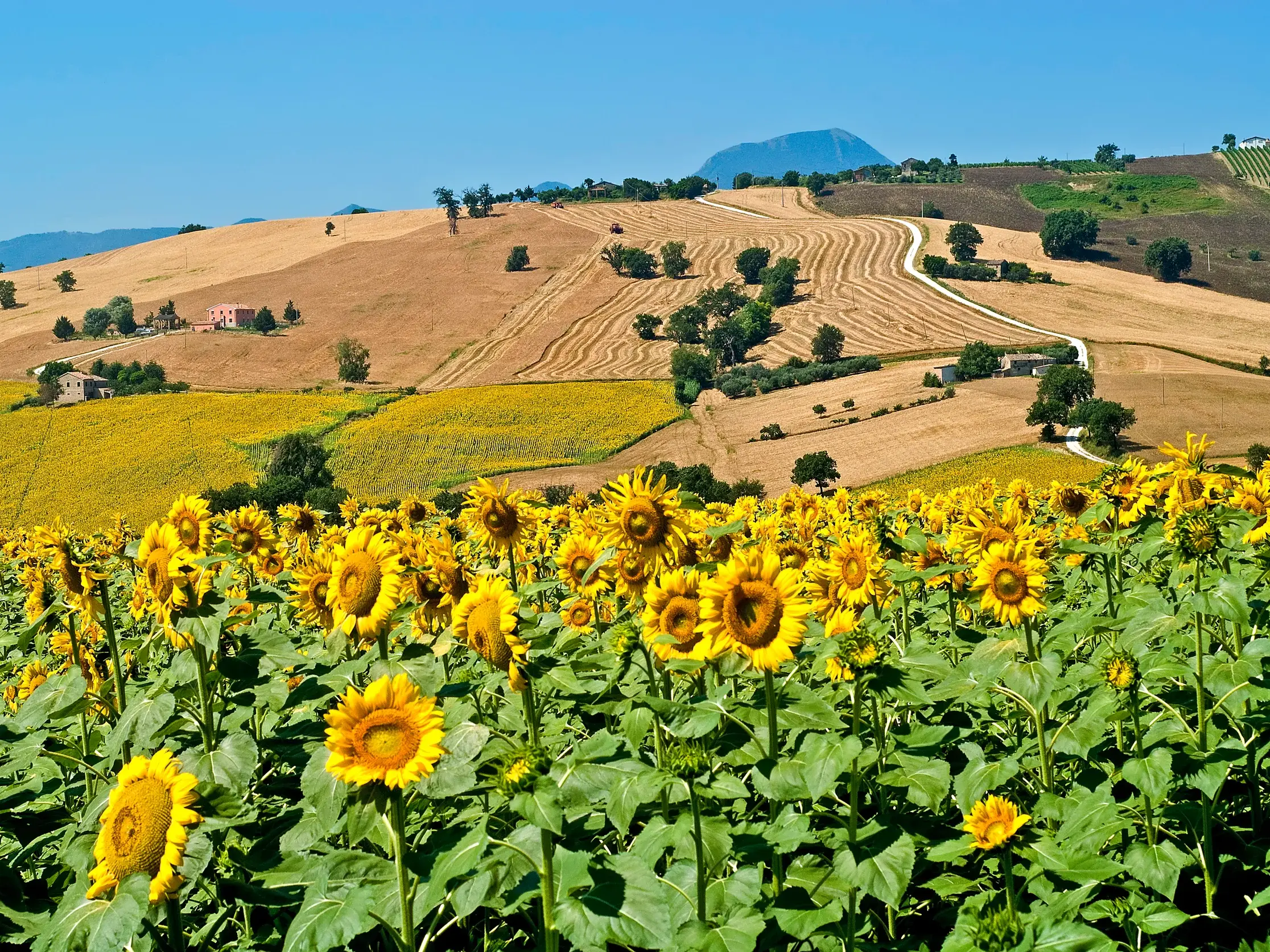 Leuchtendes Sonnenblumenfeld vor der malerischen Hügellandschaft Umbriens mit einem Berggipfel am Horizont.