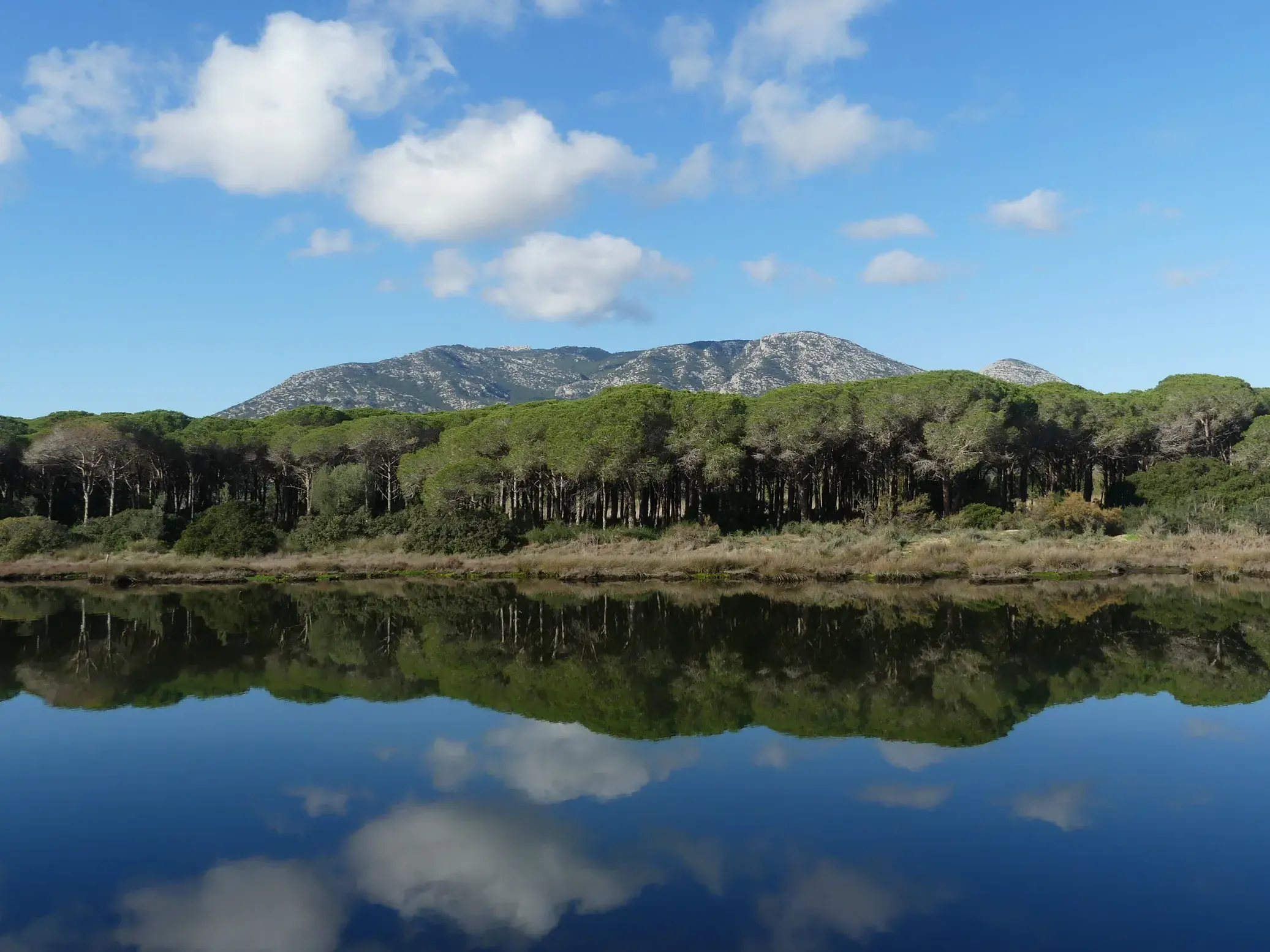 Ein Pinienwald und Berge spiegeln sich bei blauem Himmel im ruhigen Wasser einer Lagune im Naturpark Biderosa auf Sardinien.