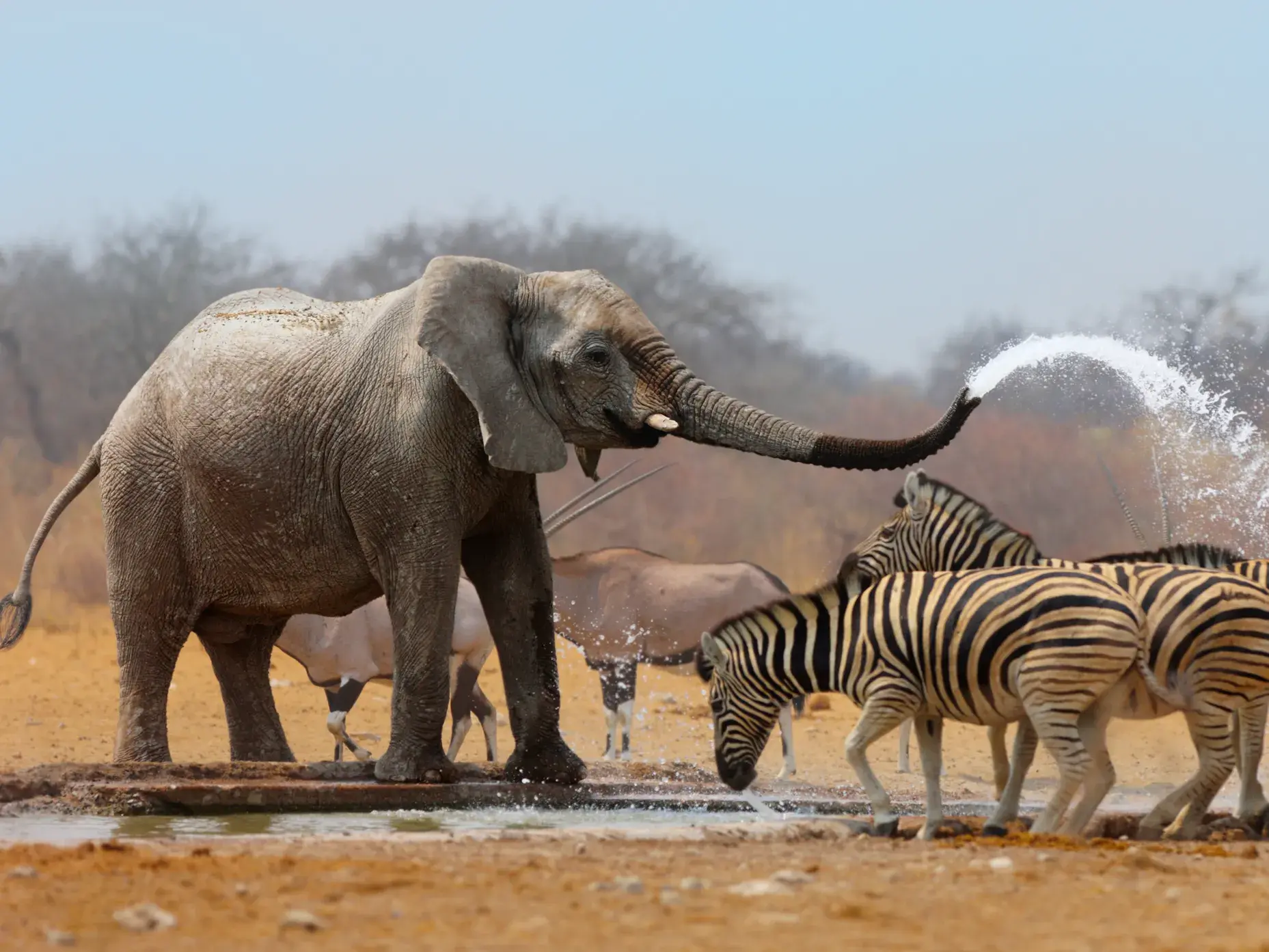 Ein afrikanischer Elefant bespritzt eine Herde Zebras spielerisch mit Wasser an einem Wasserloch im Etoscha-Nationalpark.