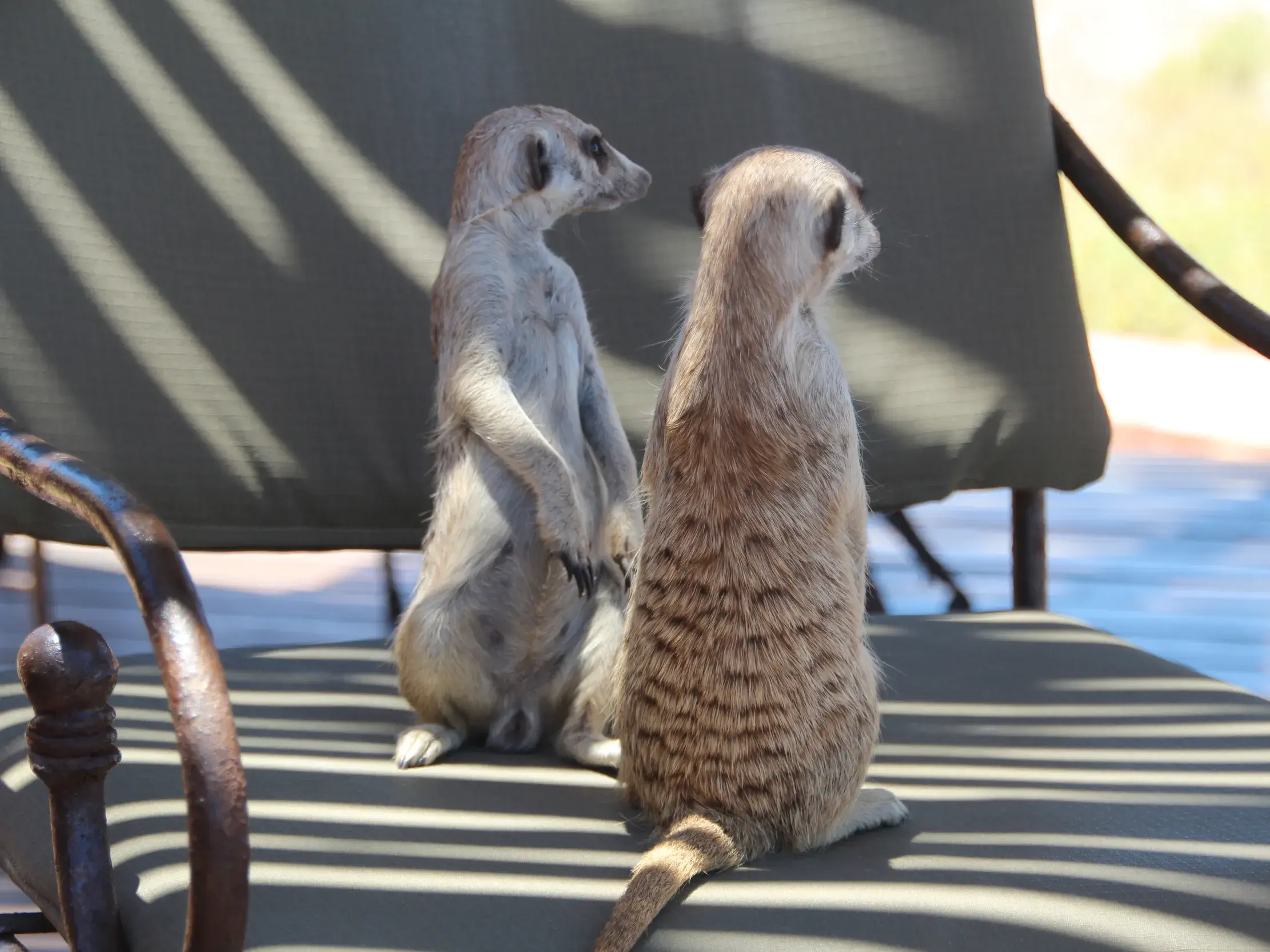 Zwei neugierige Erdmännchen sitzen aufmerksam auf einem Liegestuhl auf der Terrasse einer Lodge in der Kalahari-Wüste Namibias.