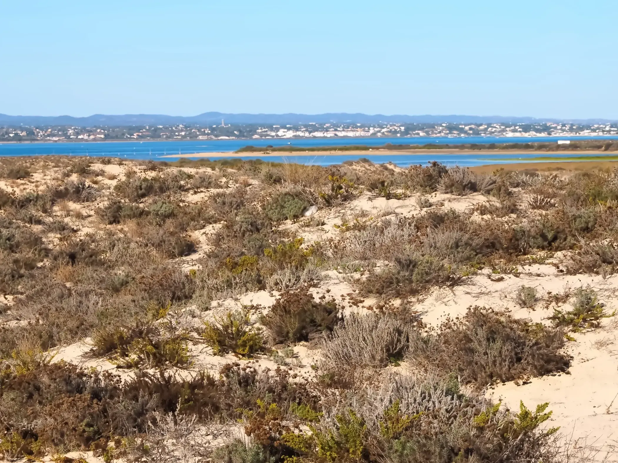 Sonnige Dünen und typische Vegetation im Vordergrund, dahinter die blaue Lagune des Naturparks Ria Formosa an der Algarve.