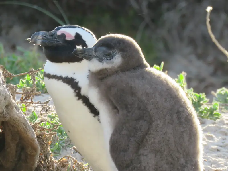 Ein flauschiges Brillenpinguin-Küken schmiegt sich an ein Elterntier in der Kolonie bei Simonstown in Südafrika.