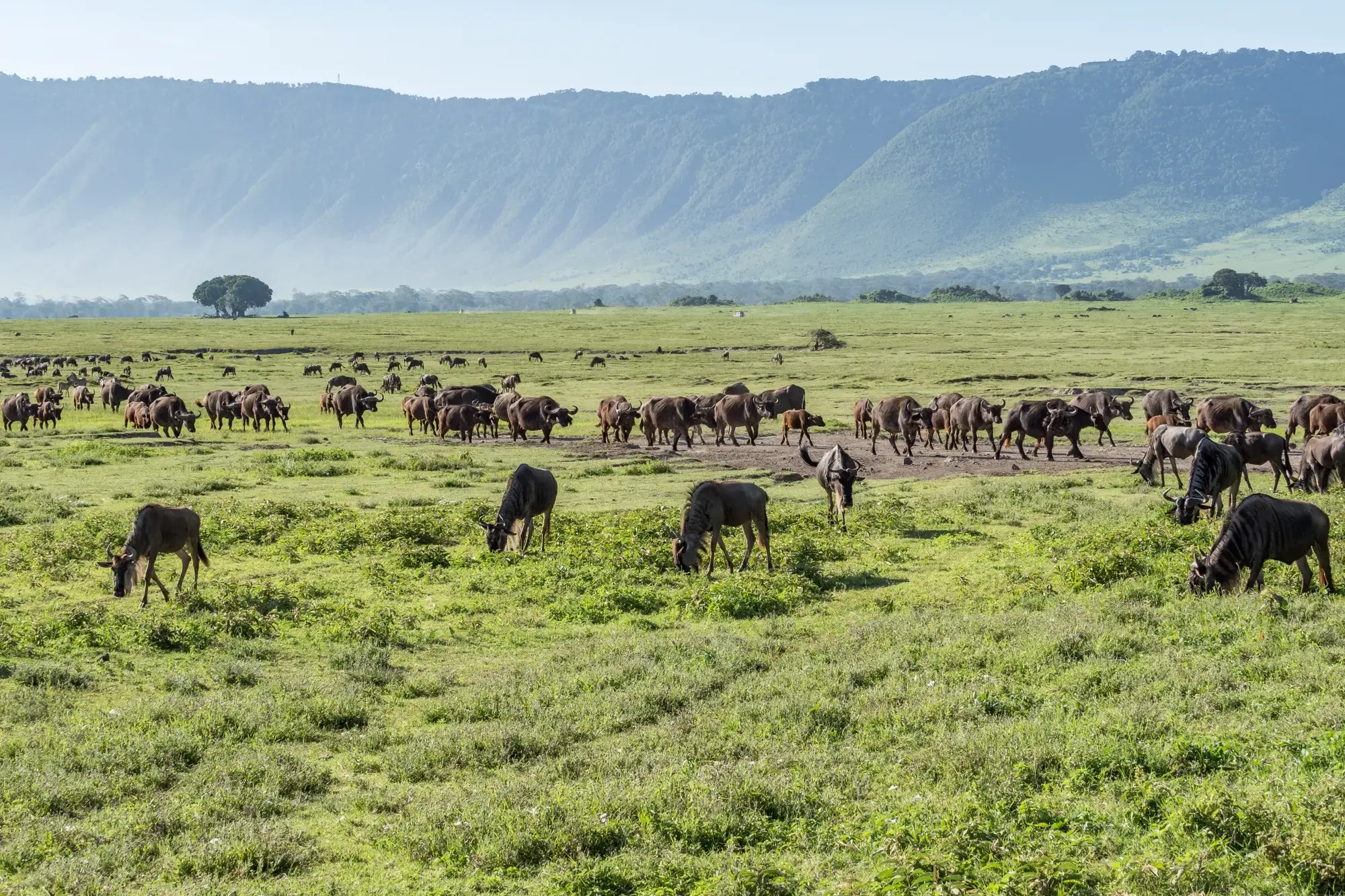 Gnu- und Büffelherden grasen auf einer Safari im weiten, grünen Grasland des Ngorongoro Kraters in Tansania.