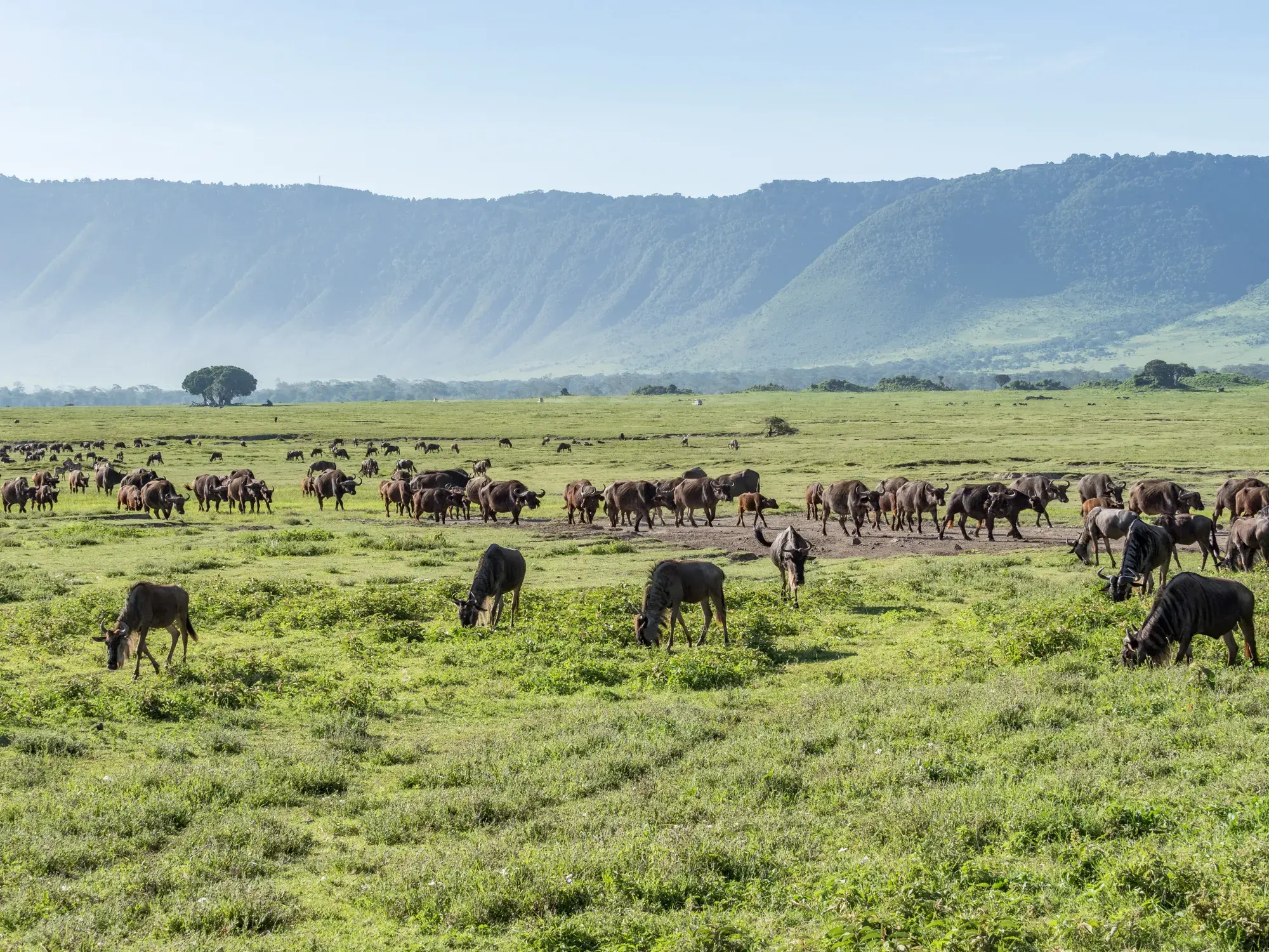 Gnu- und Büffelherden grasen auf einer Safari im weiten, grünen Grasland des Ngorongoro Kraters in Tansania.