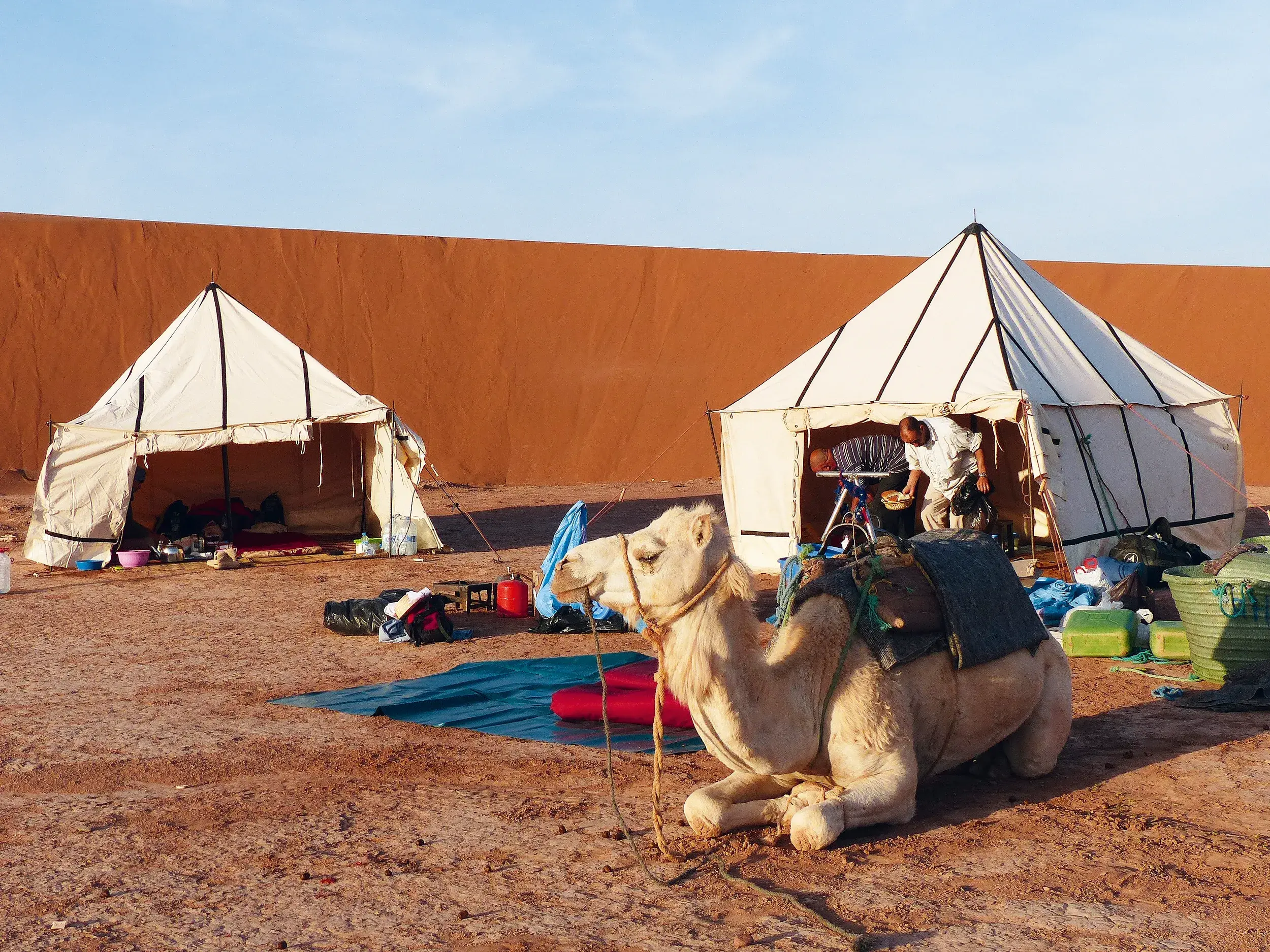 Ein Lastkamel ruht im Zeltlager einer Karawane vor einer hohen Sanddüne des Erg Chebbi während eines Trekkings in Marokko.