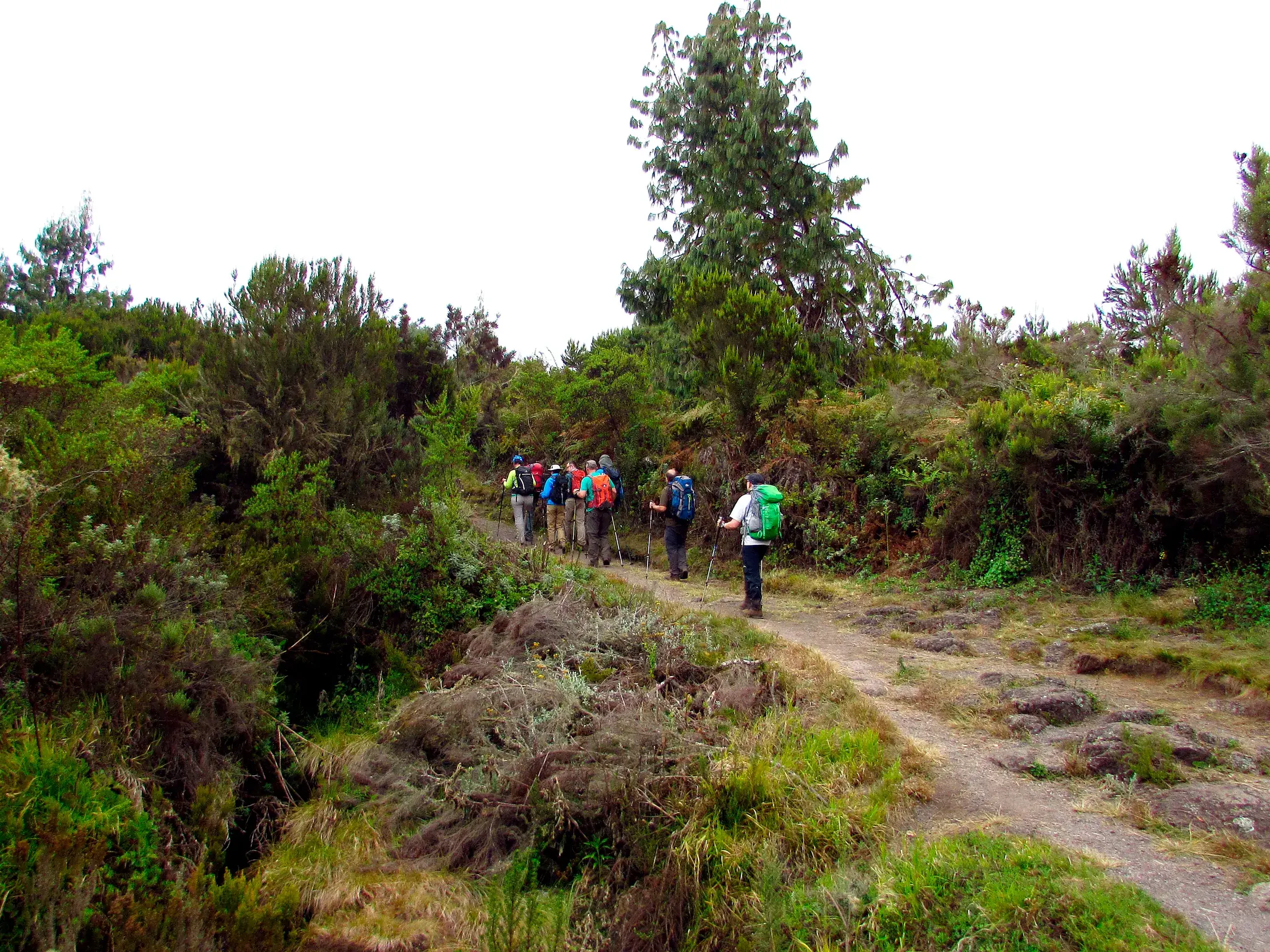 Eine Hauser-Reisegruppe beim Trekking auf einem Pfad durch den üppigen Regenwaldgürtel auf der Kikelewa-Route am Kilimanjaro.