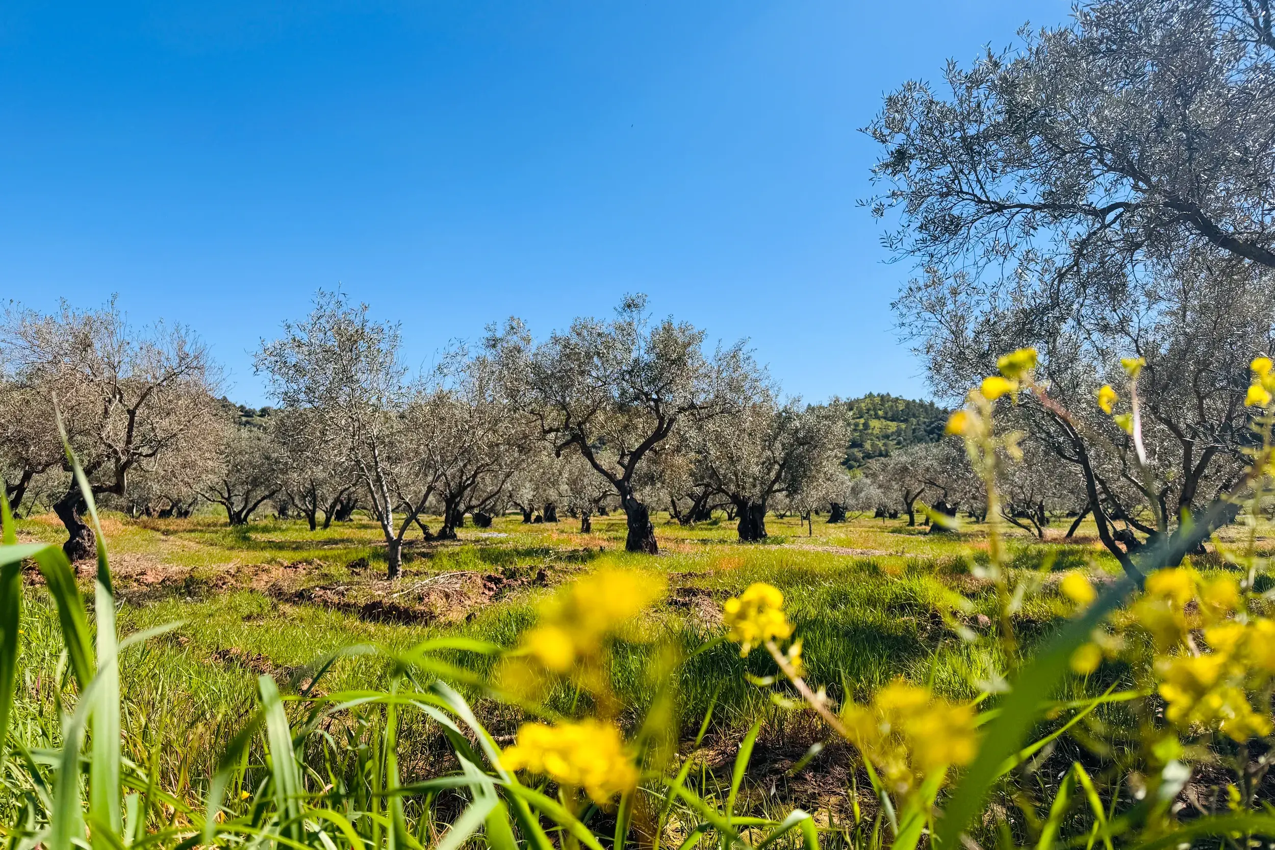 Knorrige Olivenbäume in einem sonnigen Hain im Naturpark Sierra Subbética während einer Wanderreise in Andalusien.