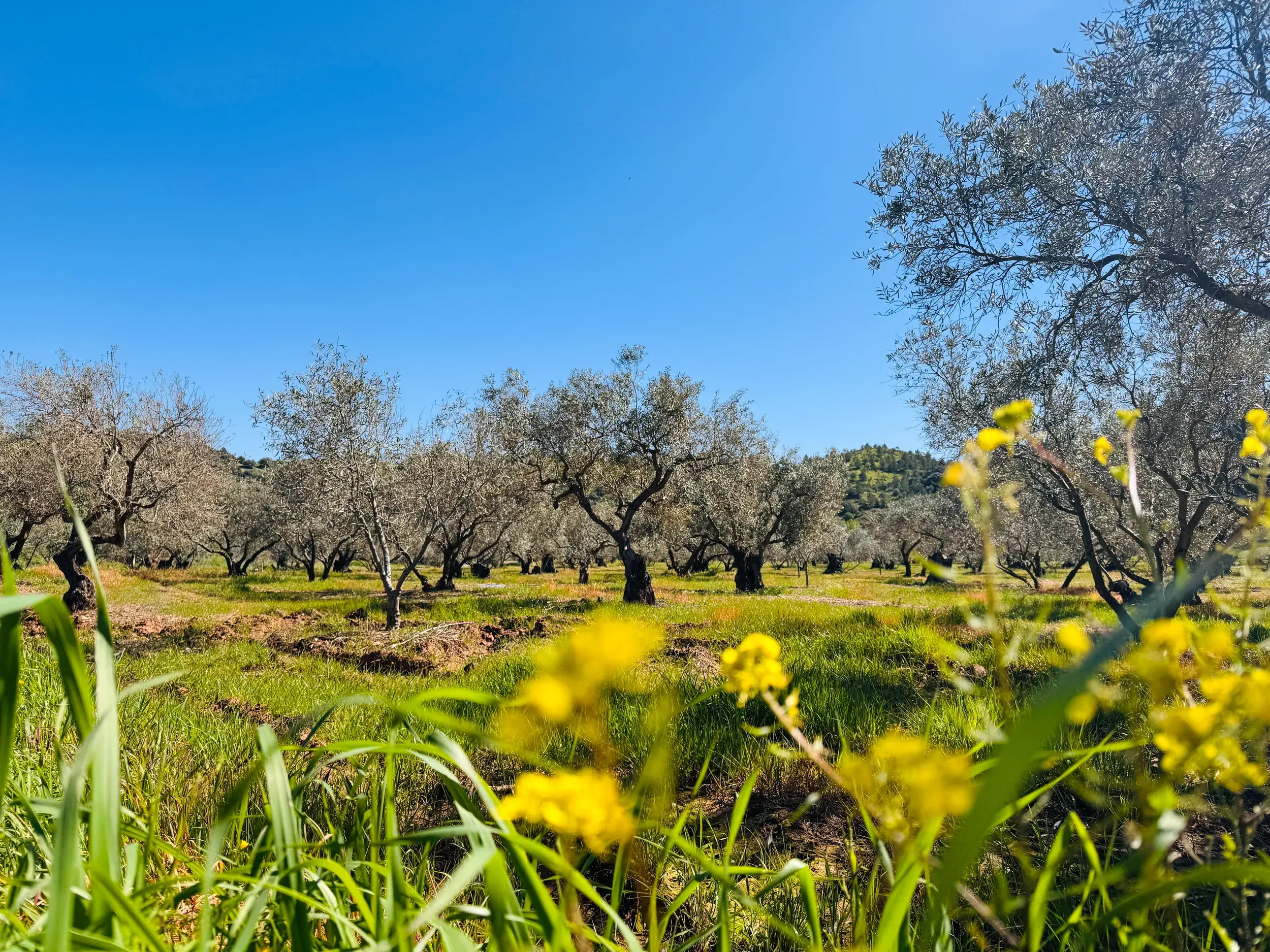 Knorrige Olivenbäume in einem sonnigen Hain im Naturpark Sierra Subbética während einer Wanderreise in Andalusien.