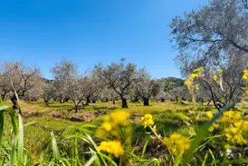 Knorrige Olivenbäume in einem sonnigen Hain im Naturpark Sierra Subbética während einer Wanderreise in Andalusien.