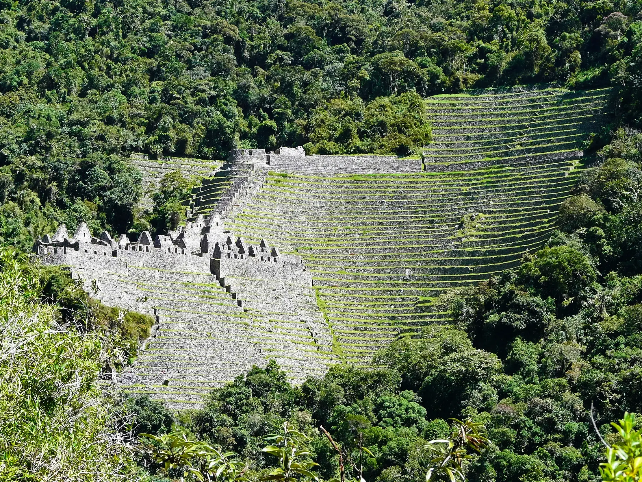 Historische Inka-Ruinen von Wiñay Wayna mit steilen Anbauterrassen, umgeben vom dichten, grünen Bergwald am Inka Trail in Peru.