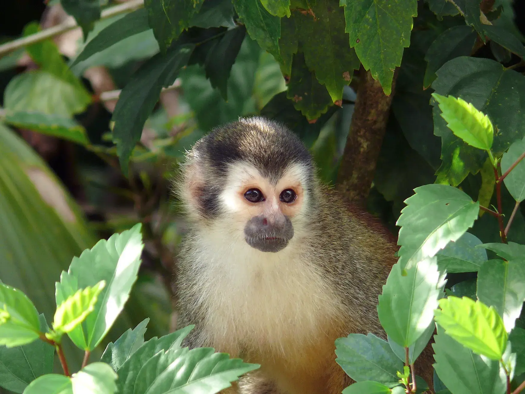 Ein kleiner Totenkopfaffe mit großen Augen blickt neugierig aus dem dichten, grünen Blätterdickicht des Regenwaldes in Costa Rica.