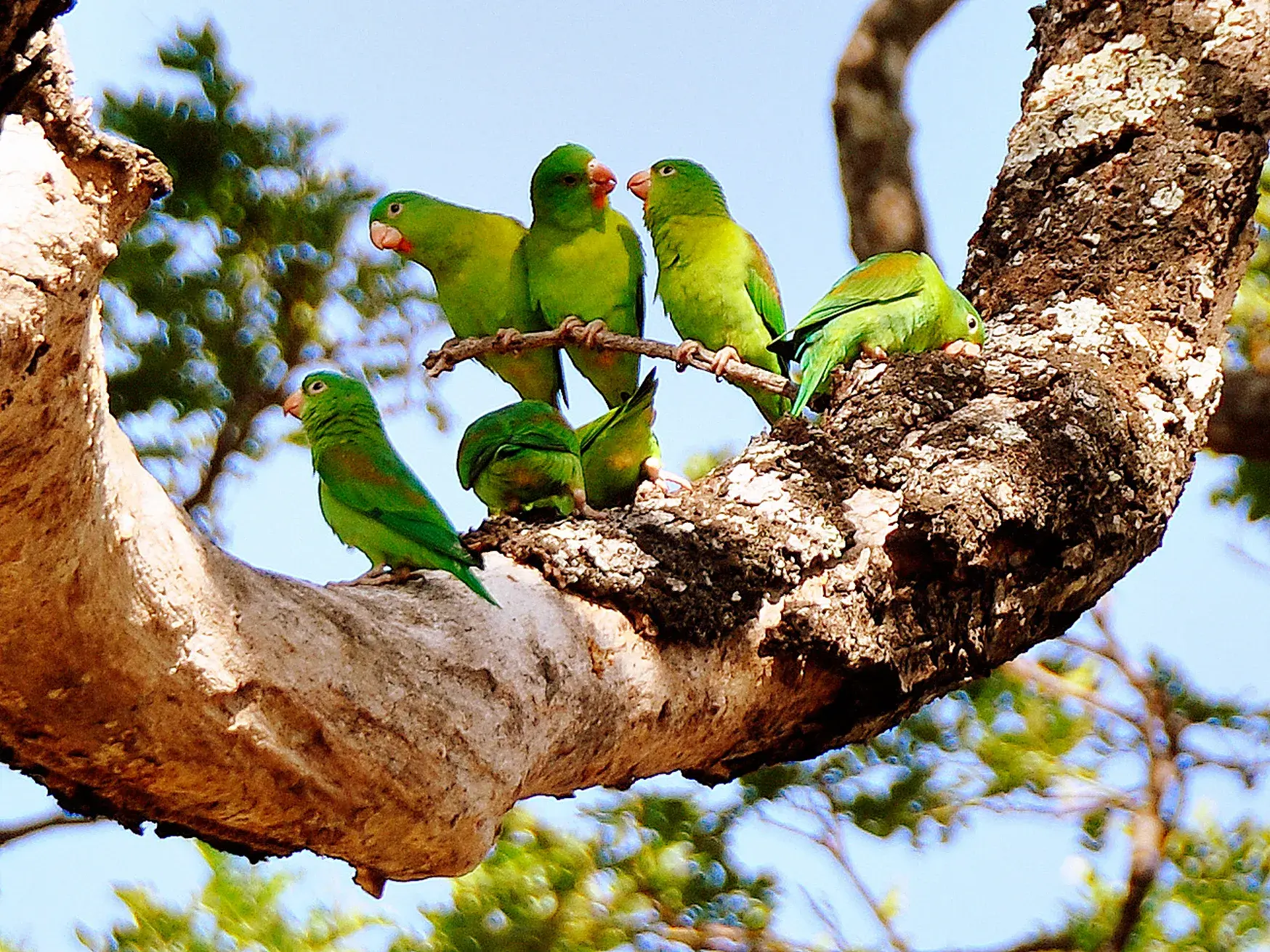 Eine Gruppe leuchtend grüner Sittiche sitzt auf einem dicken, sonnenbeschienenen Ast in der vielfältigen Natur Costa Ricas.