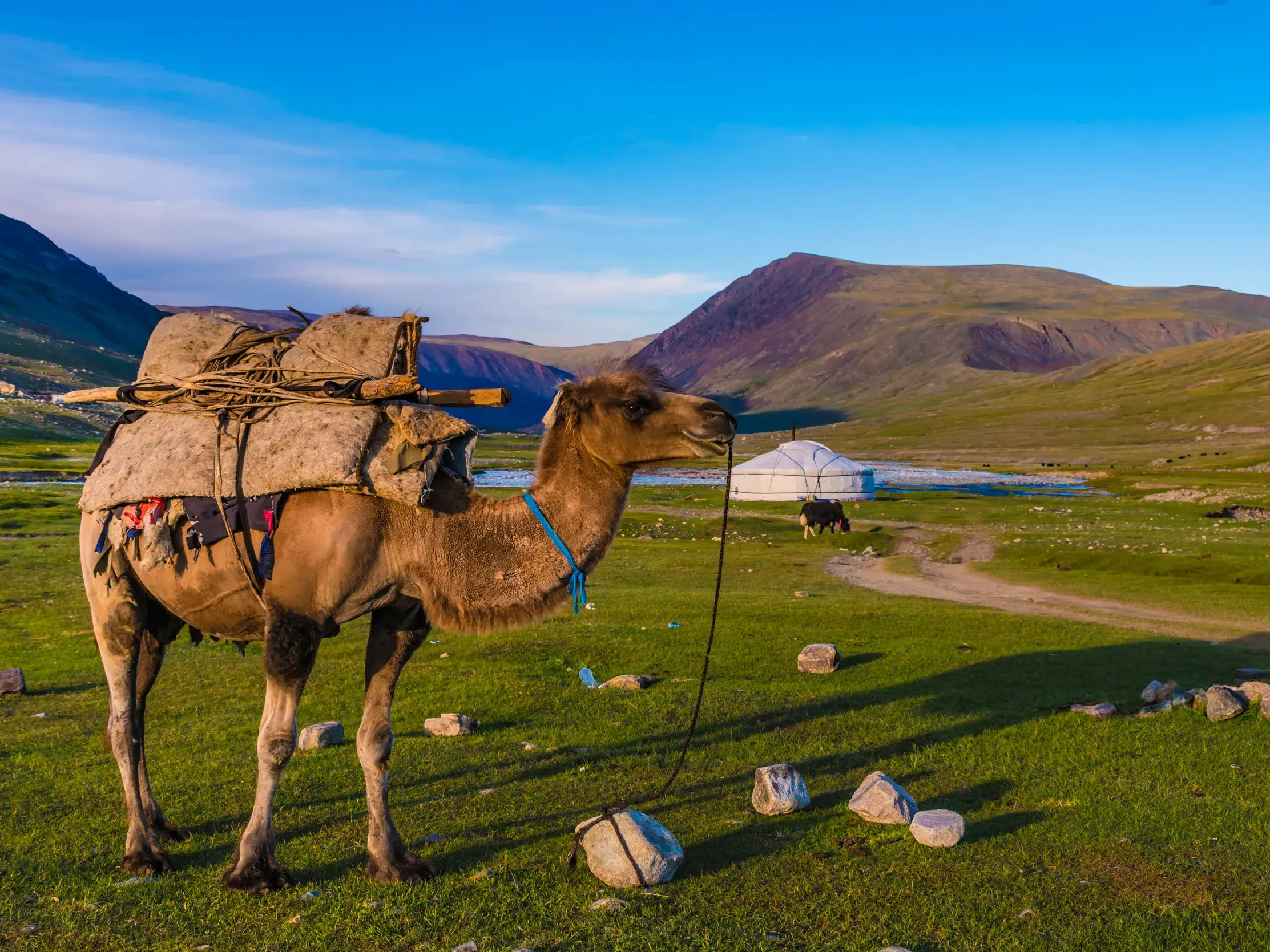 Packkamel auf einer Trekkingreise im Altai-Gebirge der Mongolei, im Hintergrund eine Jurte vor grünen Hügeln.