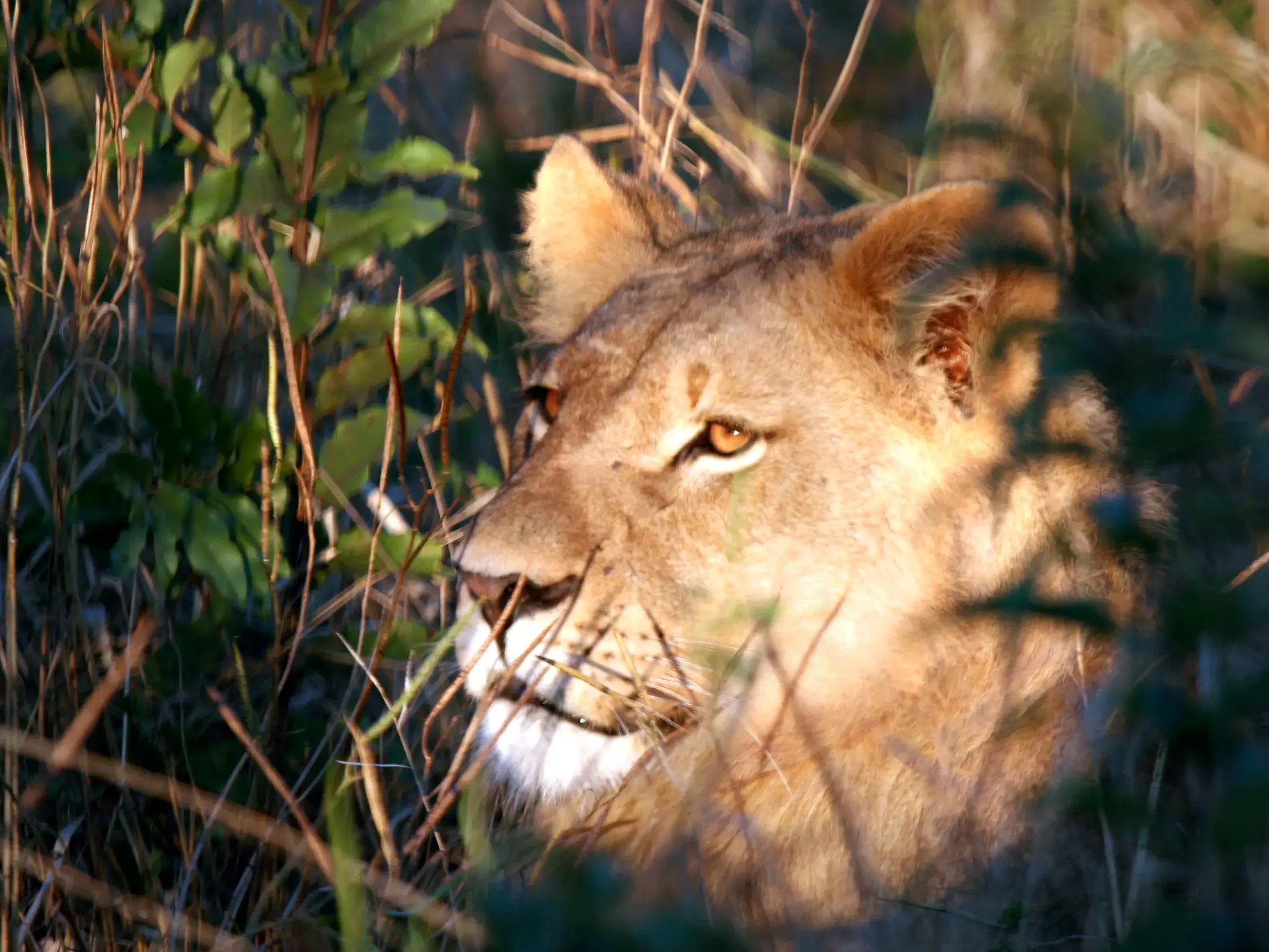 Eine Löwin mit leuchtenden Augen blickt aufmerksam aus dem dichten Busch während einer Safari im Savuti-Wildreservat.