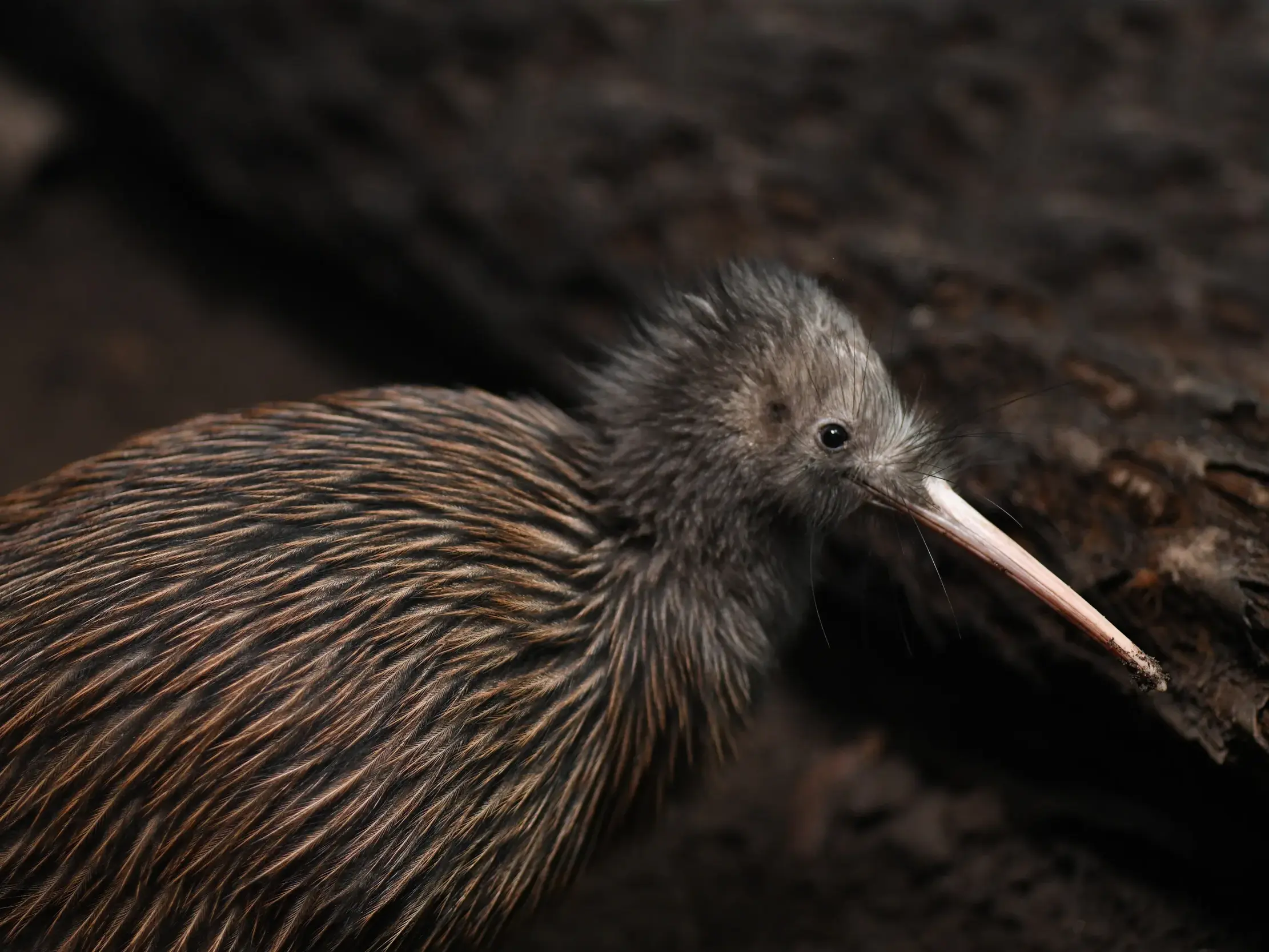 Nahaufnahme eines braunen Kiwis, des ikonischen Nationalvogels von Neuseeland, in seinem natürlichen, dunklen Lebensraum.